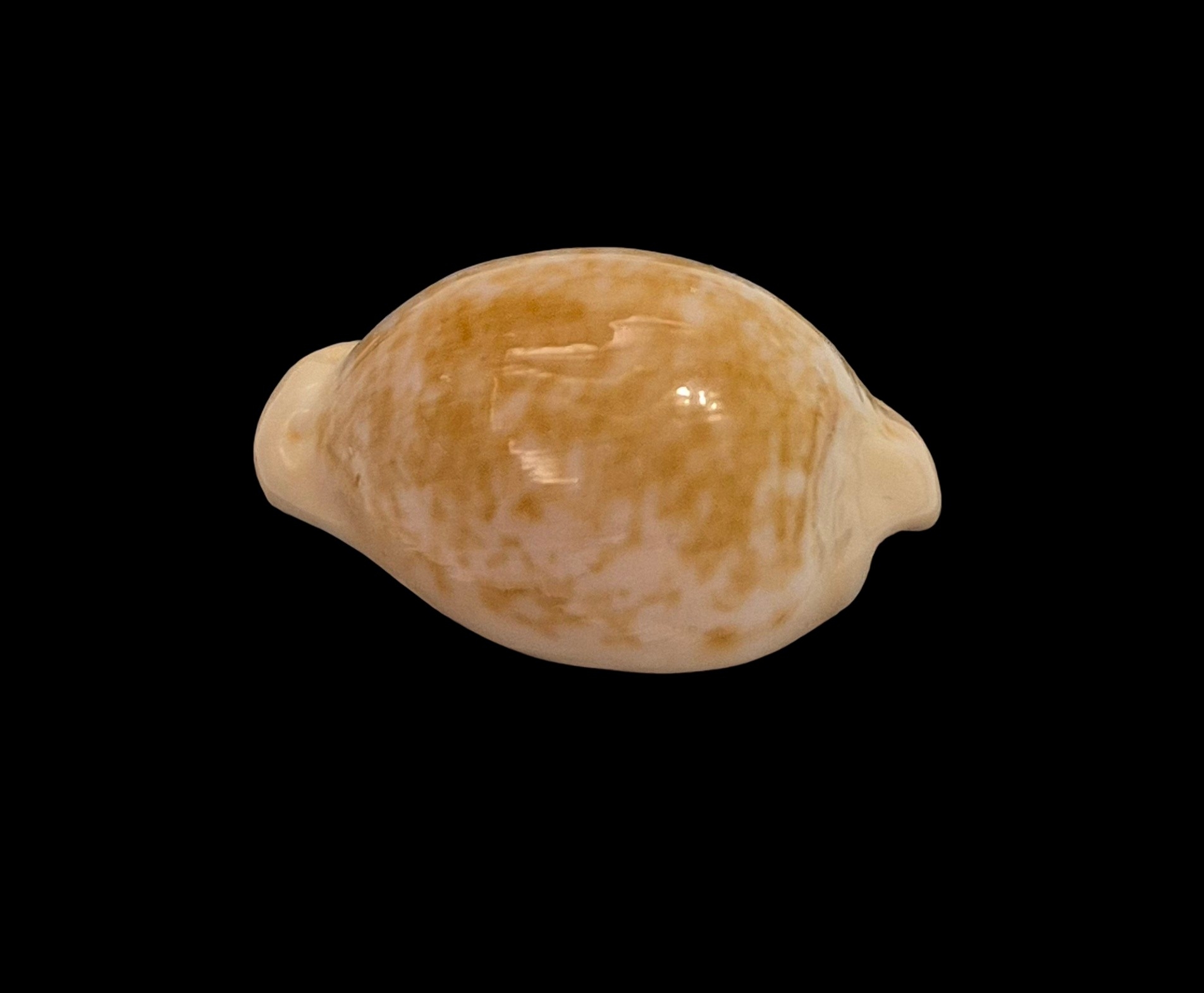 BC551 Cypraeovula fuscorubra - PATTERNFUL - Image 3