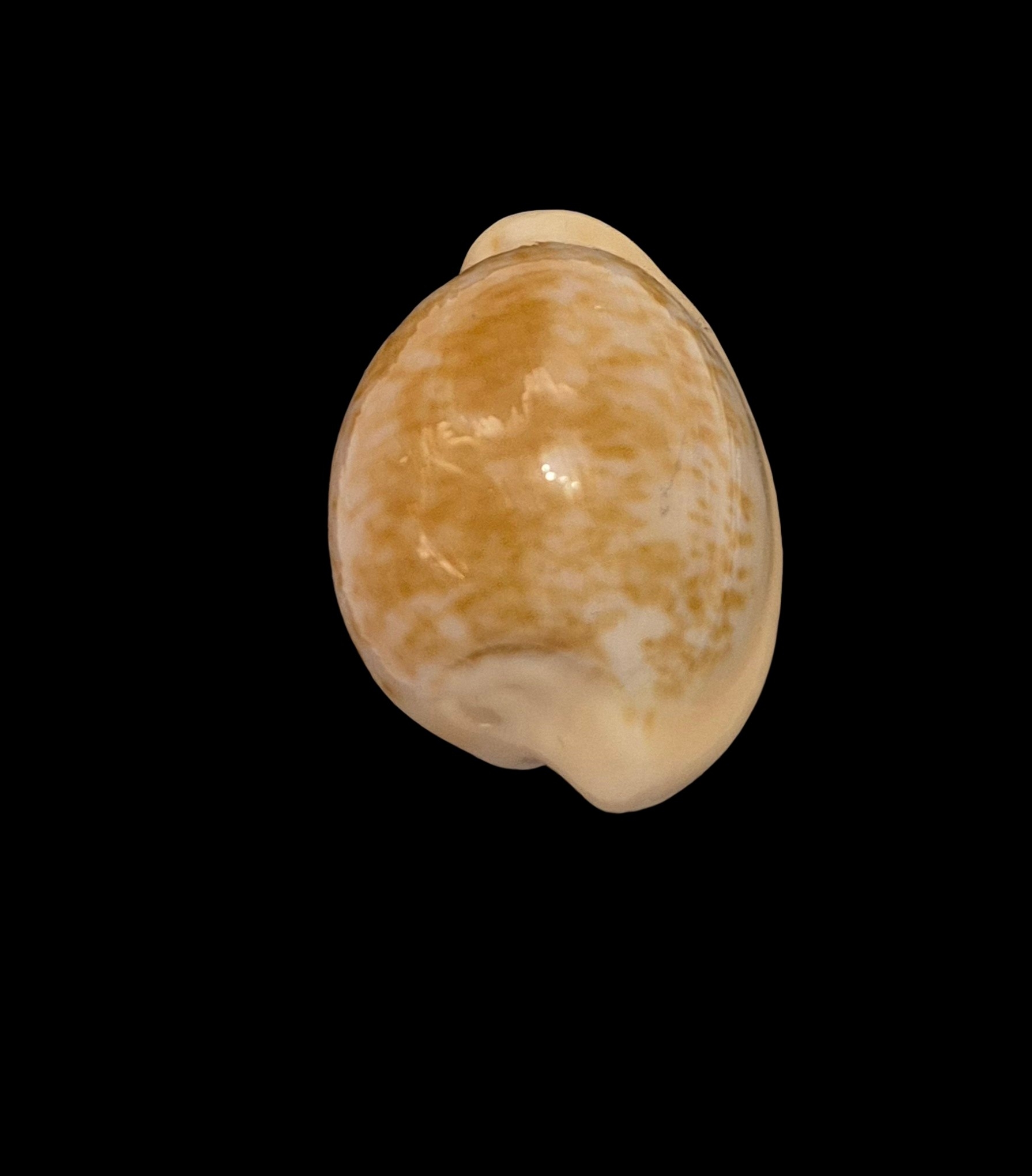 BC551 Cypraeovula fuscorubra - PATTERNFUL - Image 4