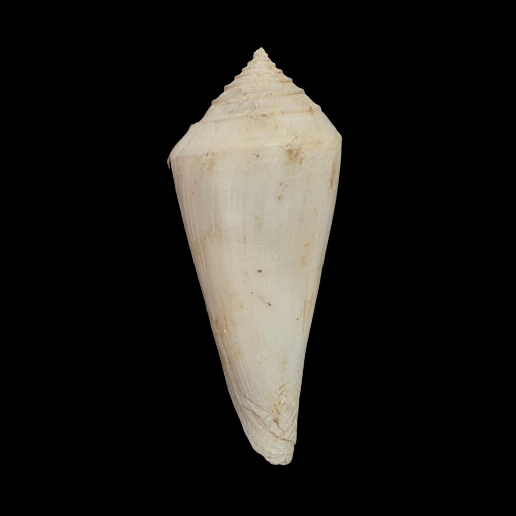 BC556 Conus bozzettii w/o - WORLD RECORD SIZE