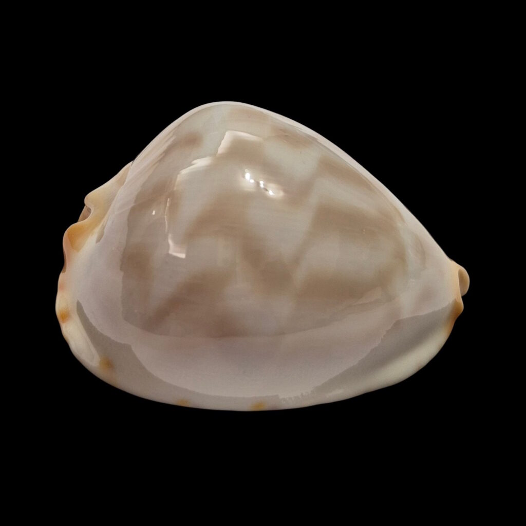 BC584 Zoila jeaniana f. inscripta - AWESOME BEAUTY