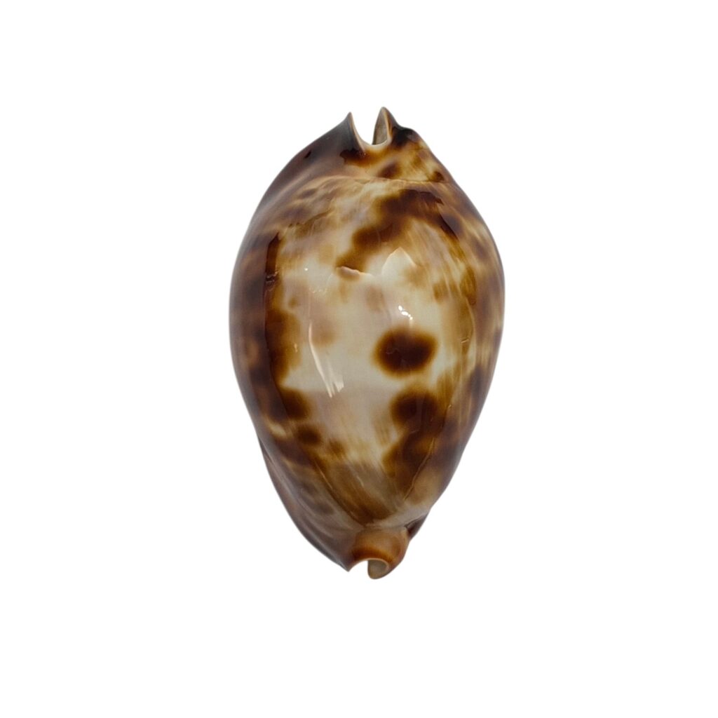 BC583 Zoila friendii f. scotti - LESS THEN 50 MM