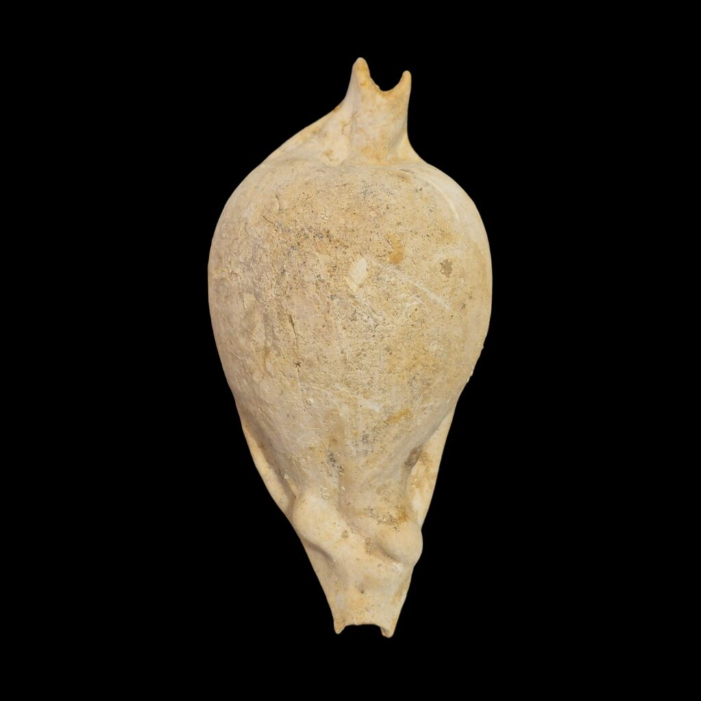 BC581 Umbilia eximia - HUGE FOSSIL SHELL