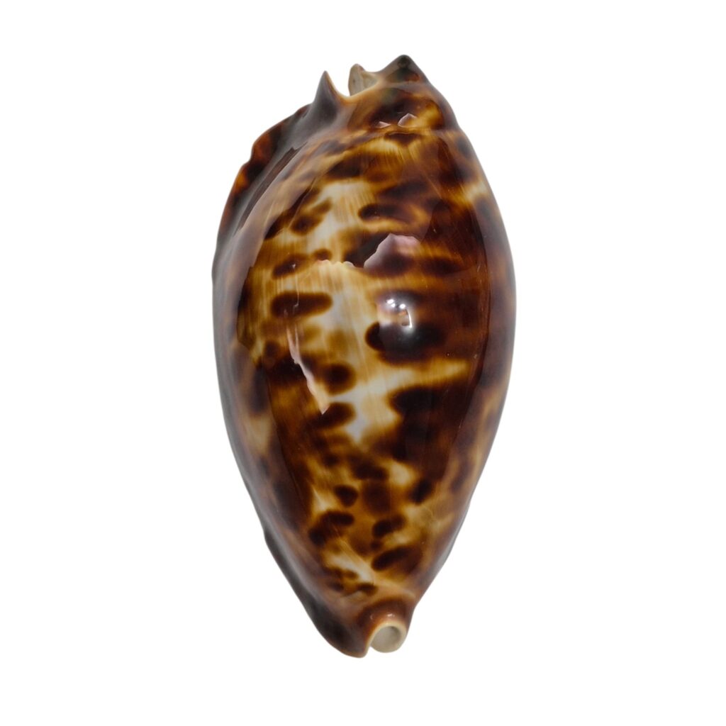 BC585 Zoila friendii friendii - LARGE and SELECTED
