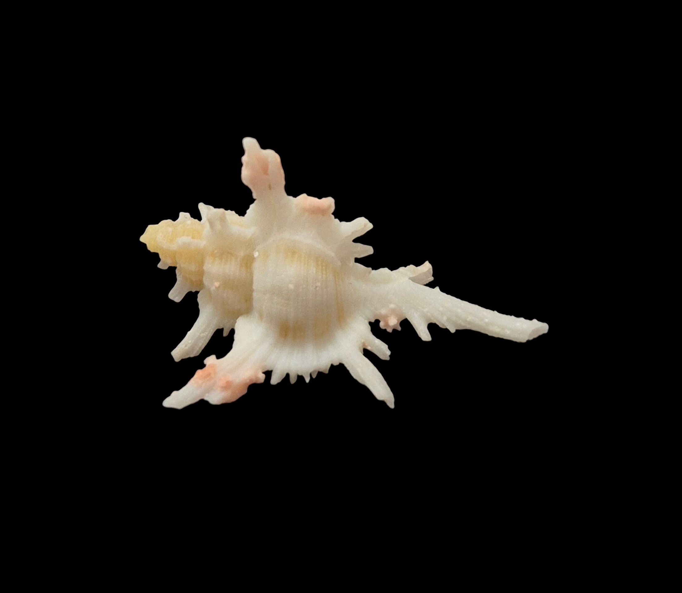 BC032 Chicoreus boucheti - RARELY OFFERED - Image 3