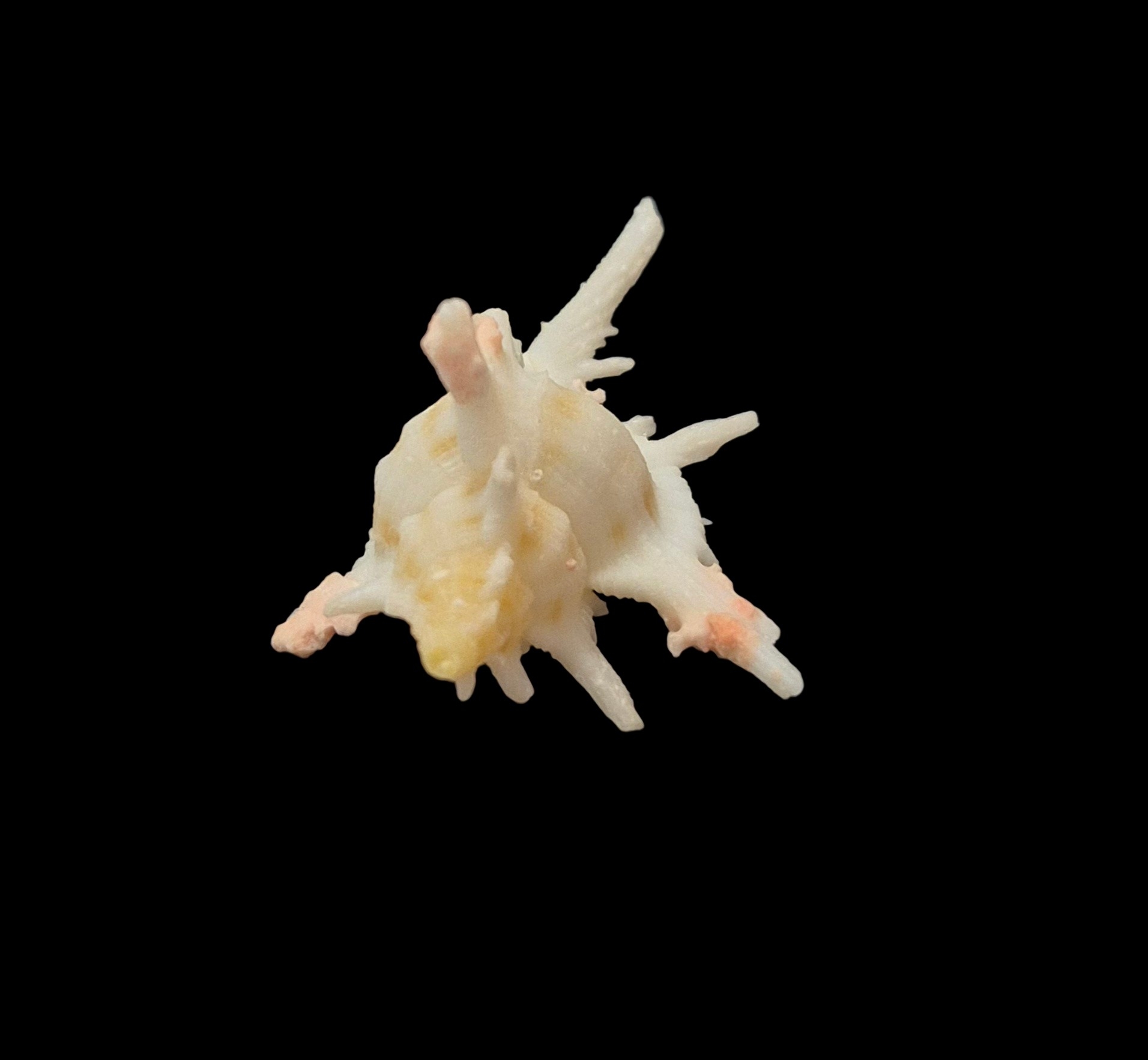 BC032 Chicoreus boucheti - RARELY OFFERED - Image 6