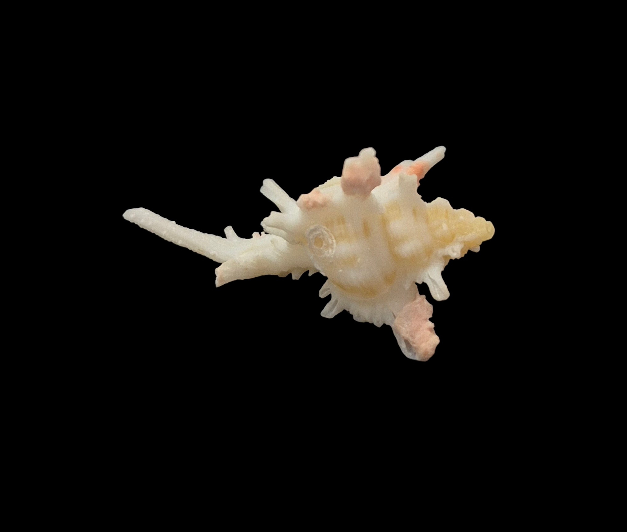 BC032 Chicoreus boucheti - RARELY OFFERED - Image 4
