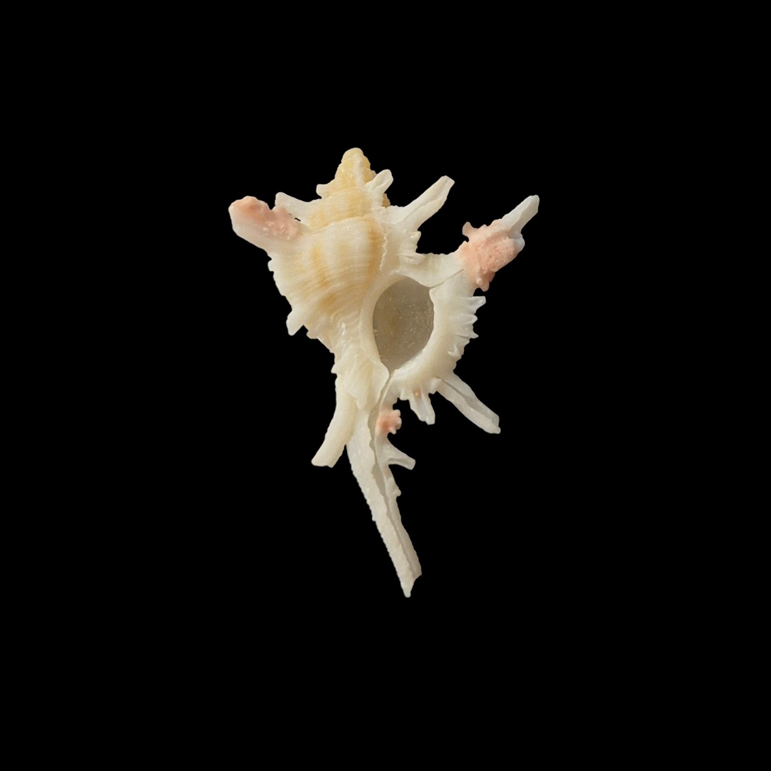 BC032 Chicoreus boucheti - RARELY OFFERED - Image 2