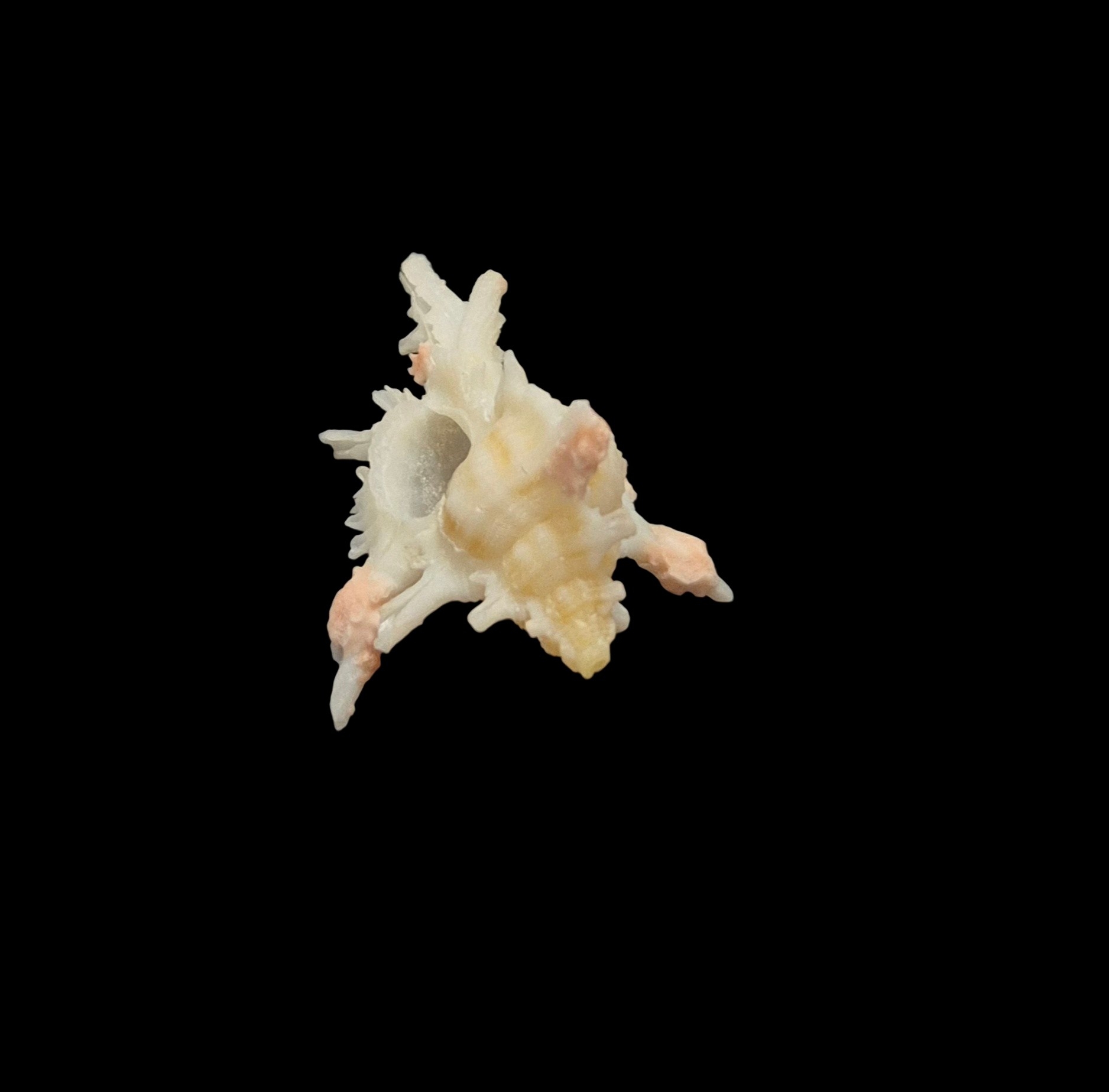 BC032 Chicoreus boucheti - RARELY OFFERED - Image 5