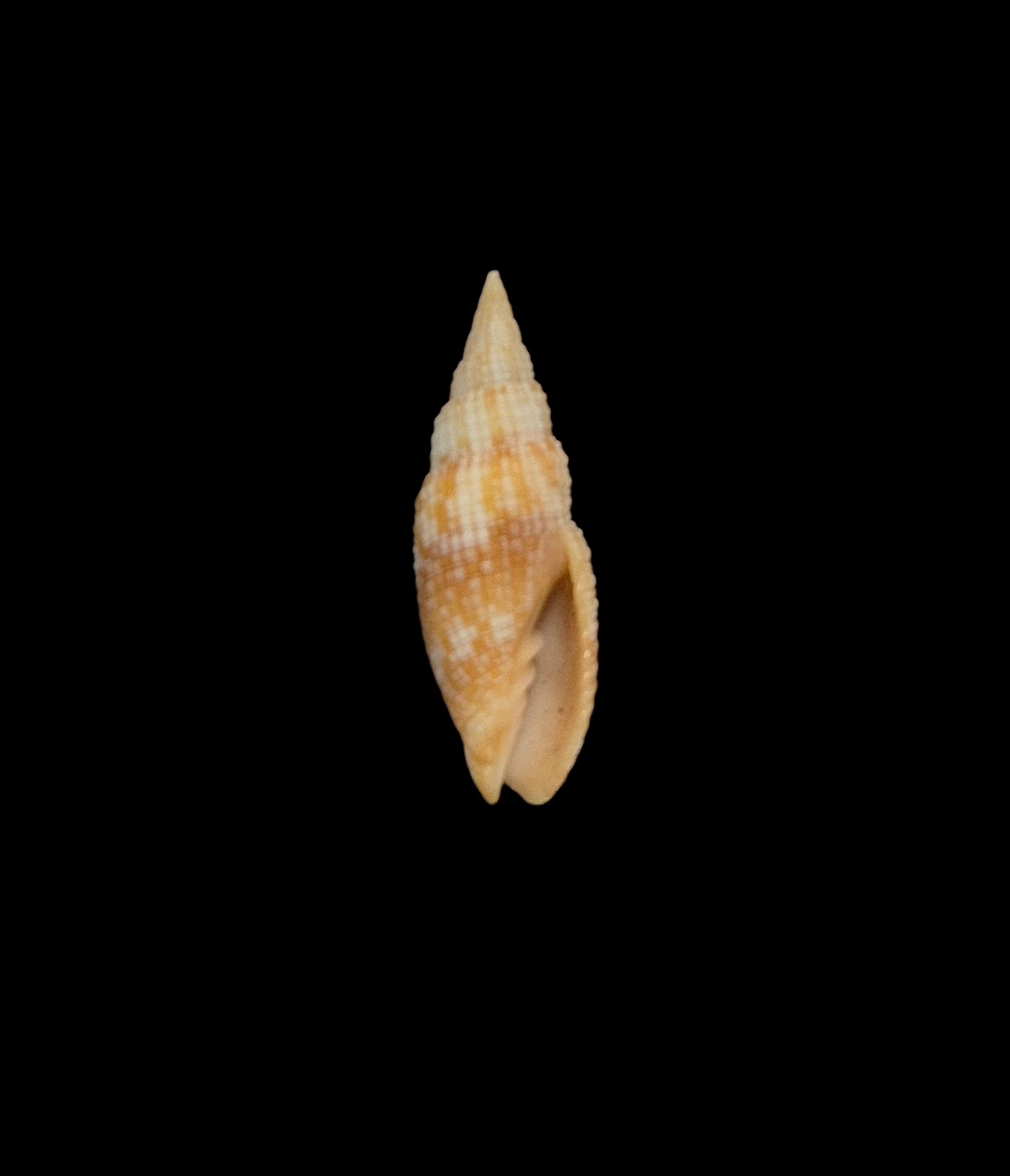BC206 Neocancilla arenacea - Image 2