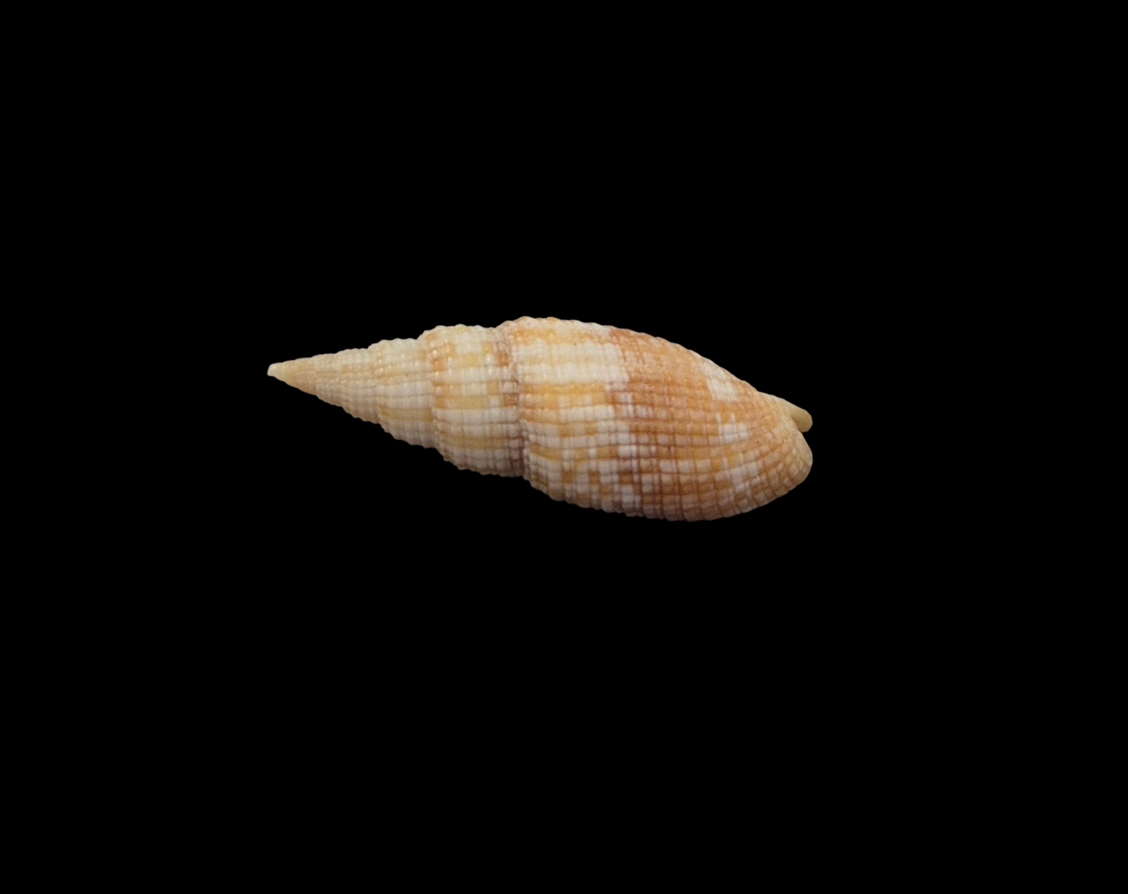 BC206 Neocancilla arenacea - Image 3