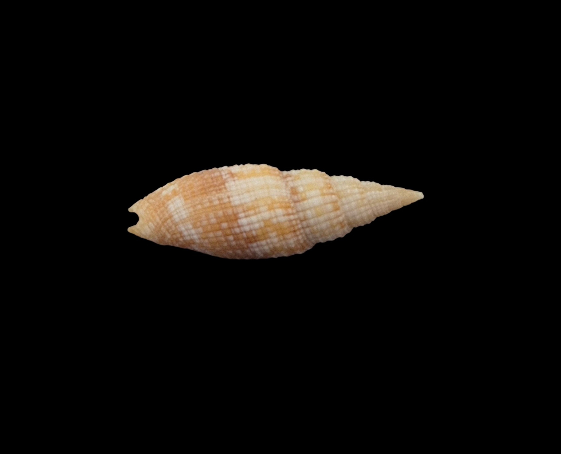 BC206 Neocancilla arenacea - Image 4