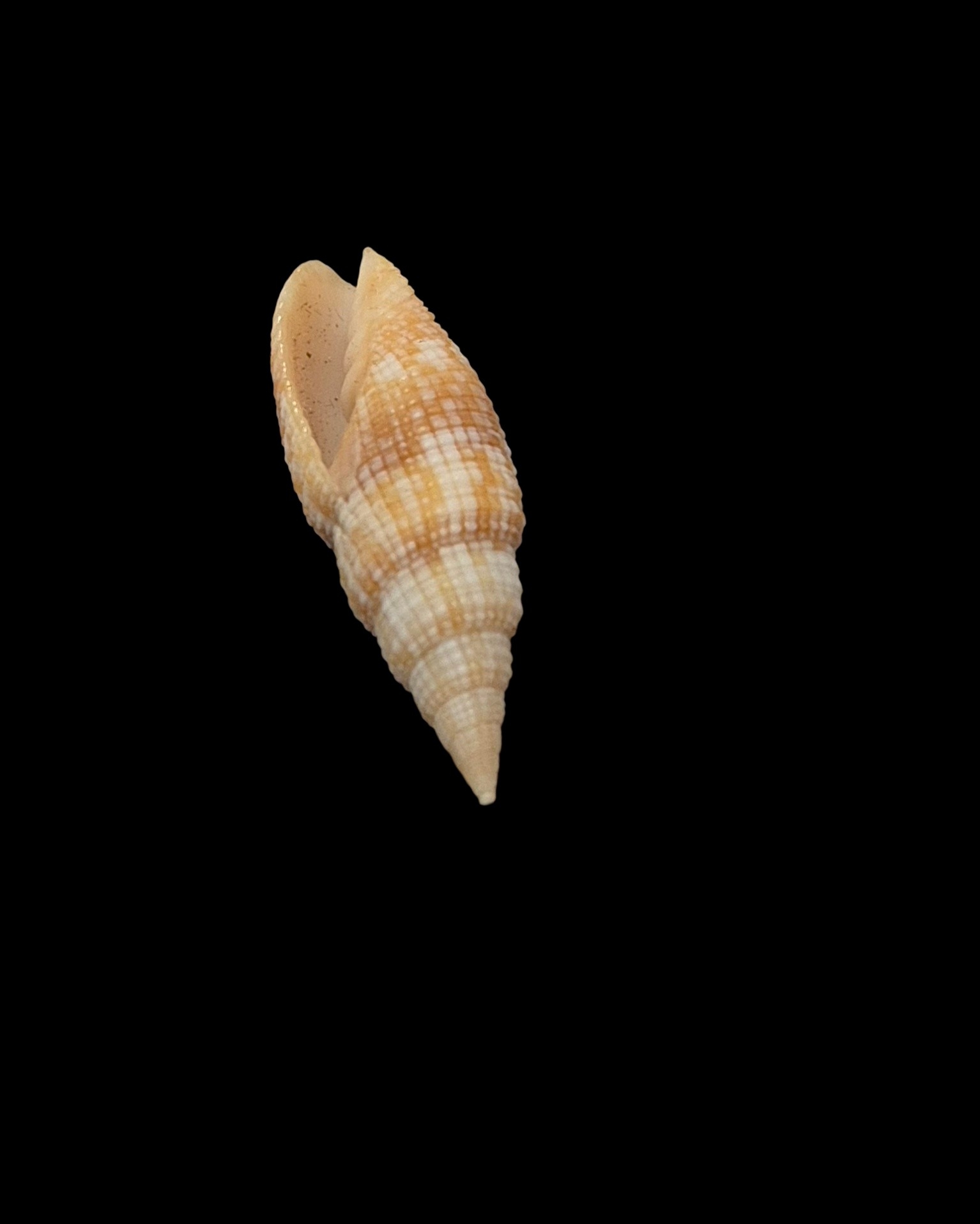 BC206 Neocancilla arenacea - Image 5
