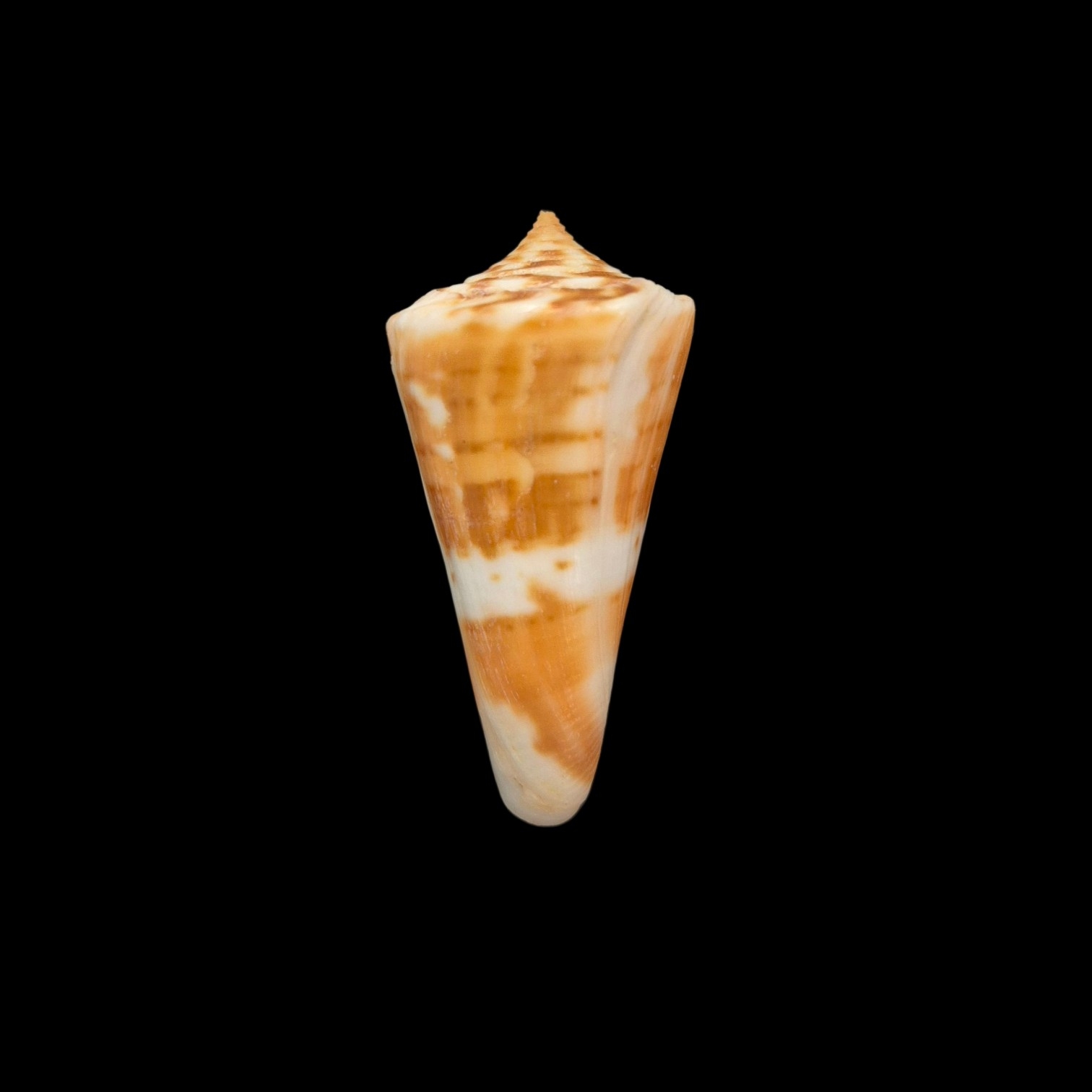 BC322 Conus carioca - PATTERNFUL