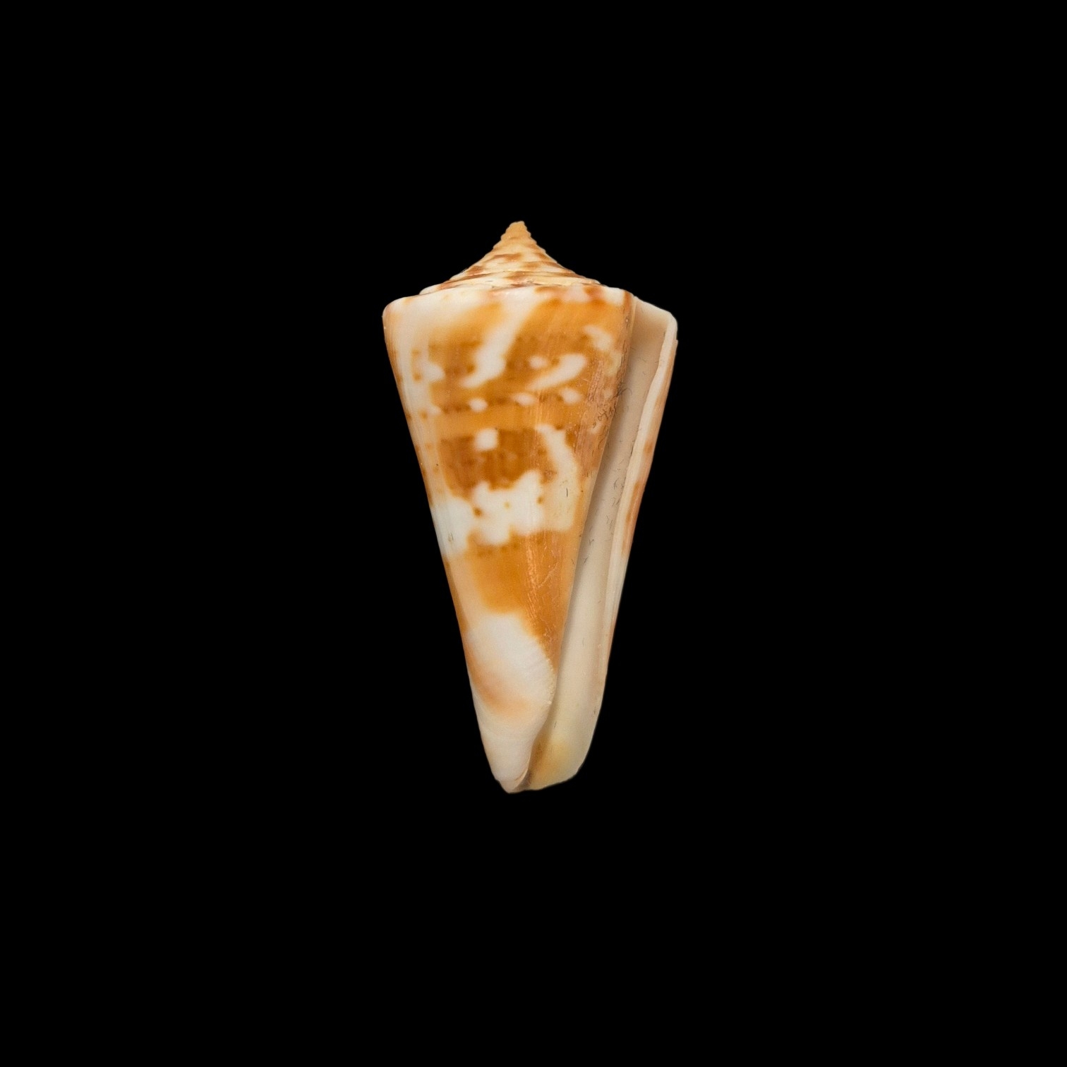 BC322 Conus carioca - PATTERNFUL - Image 2