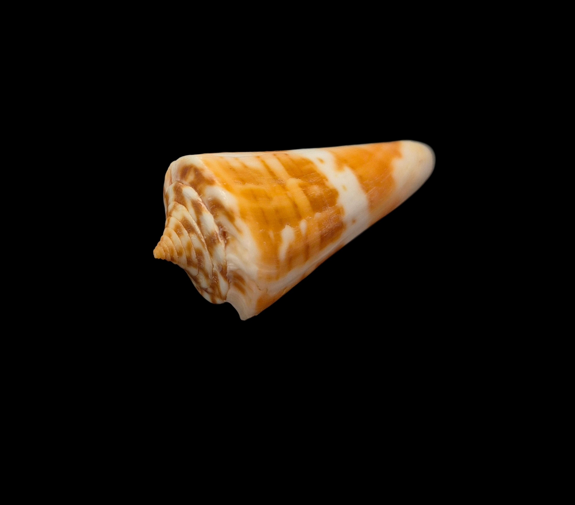 BC322 Conus carioca - PATTERNFUL - Image 3