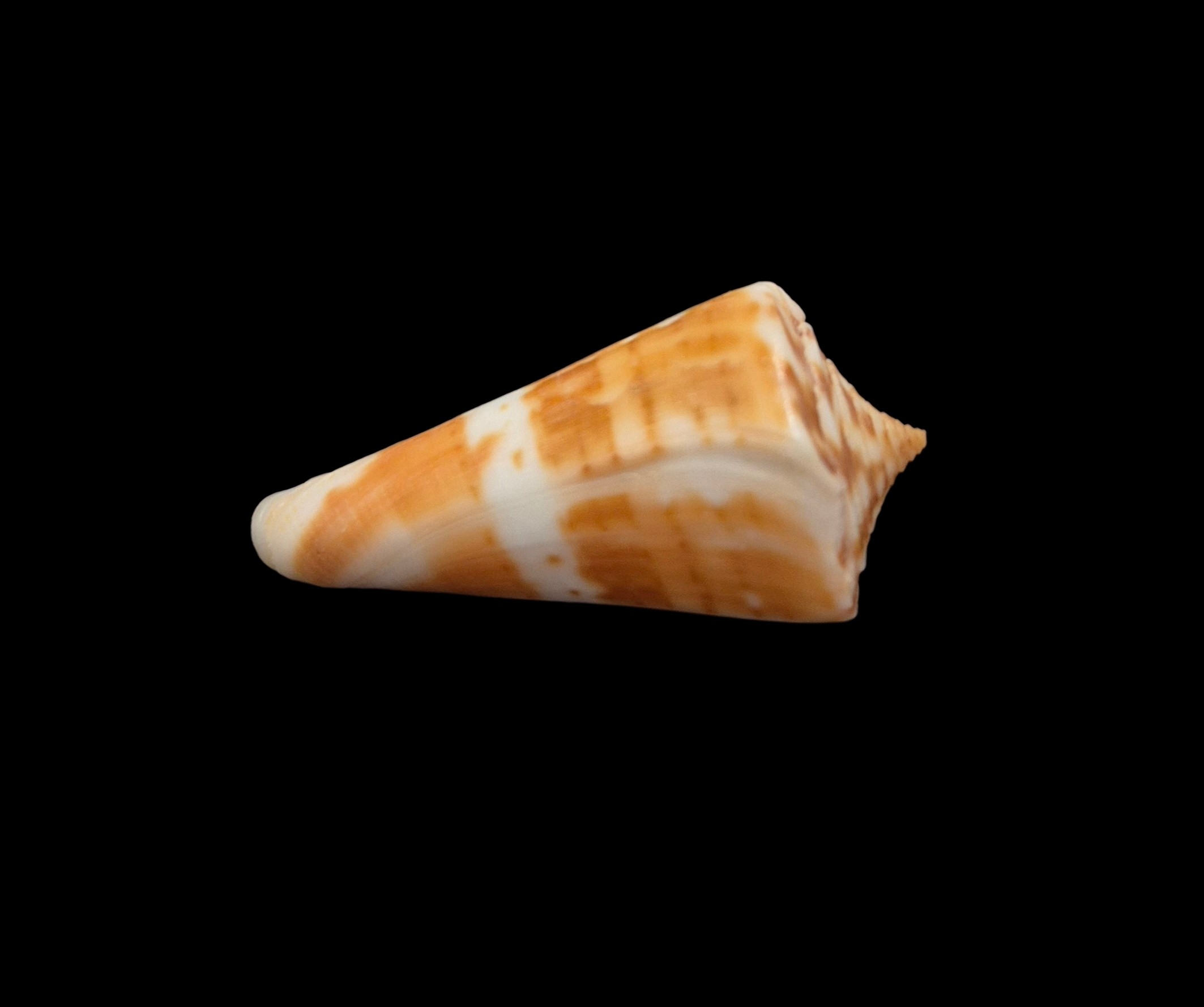 BC322 Conus carioca - PATTERNFUL - Image 4