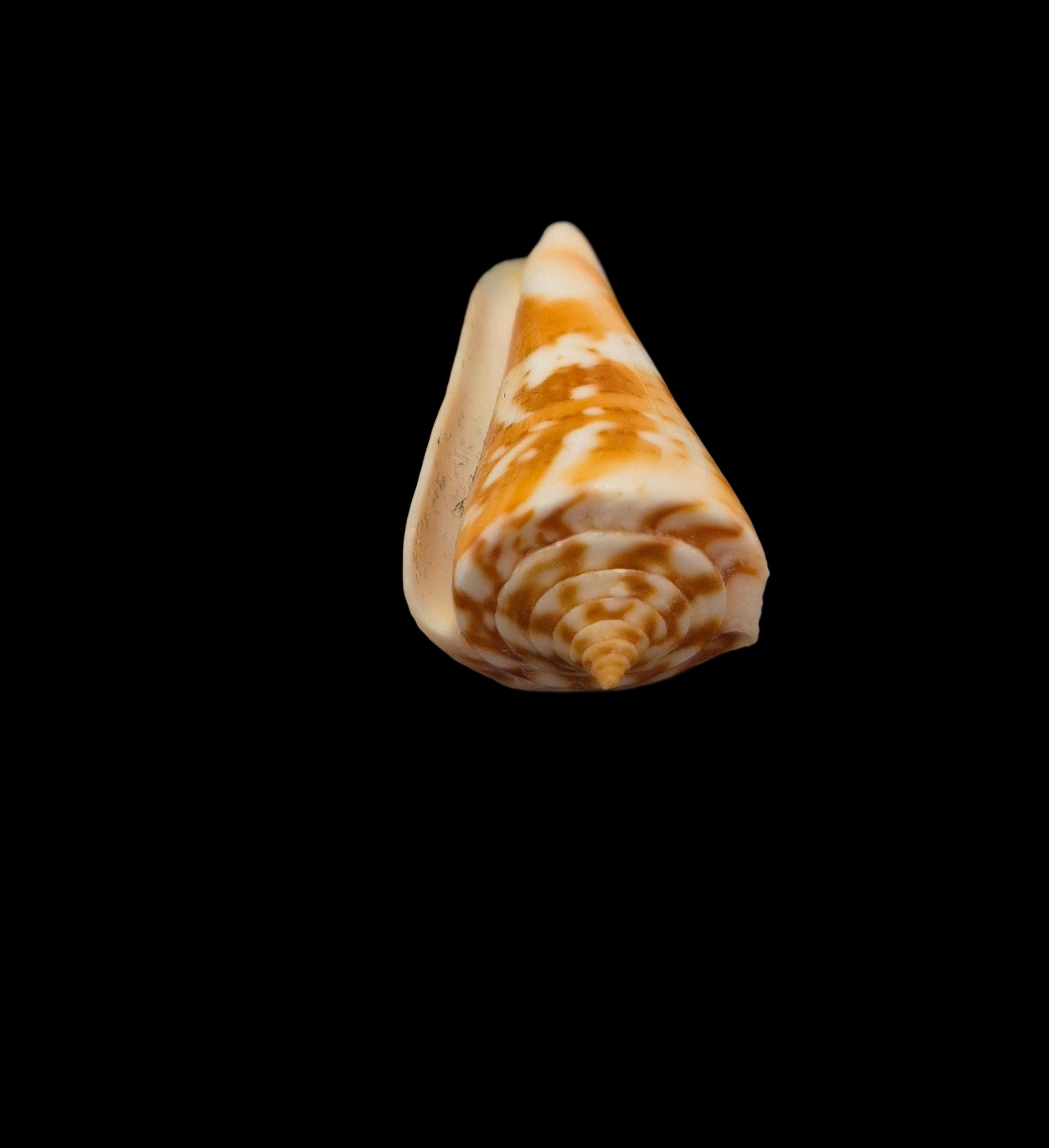 BC322 Conus carioca - PATTERNFUL - Image 5