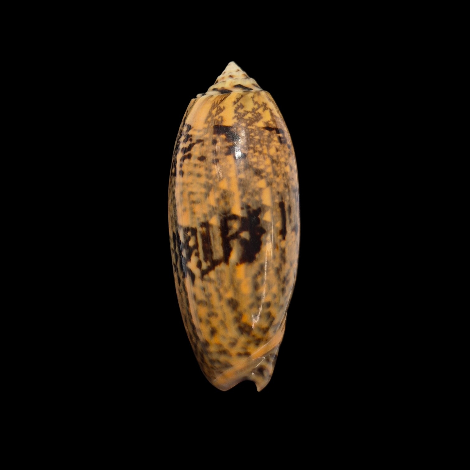 BC287 Oliva tremulina - GOOD SIZE
