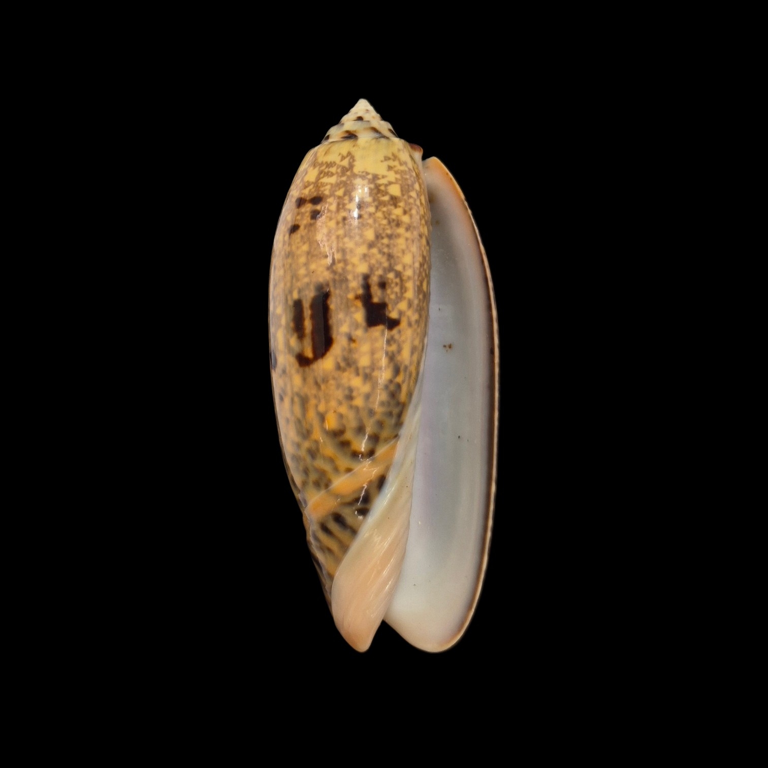 BC287 Oliva tremulina - GOOD SIZE - Image 2