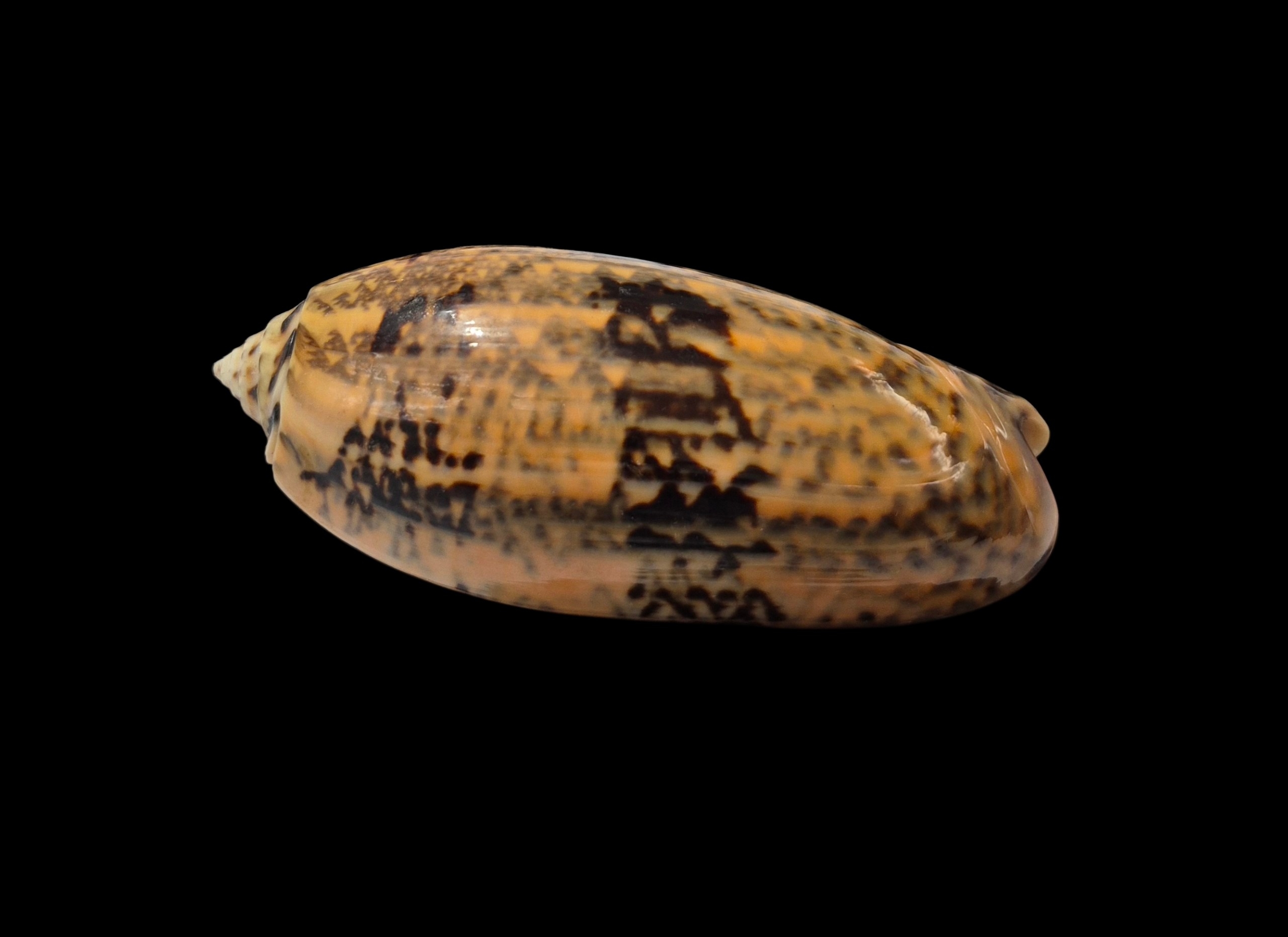 BC287 Oliva tremulina - GOOD SIZE - Image 3