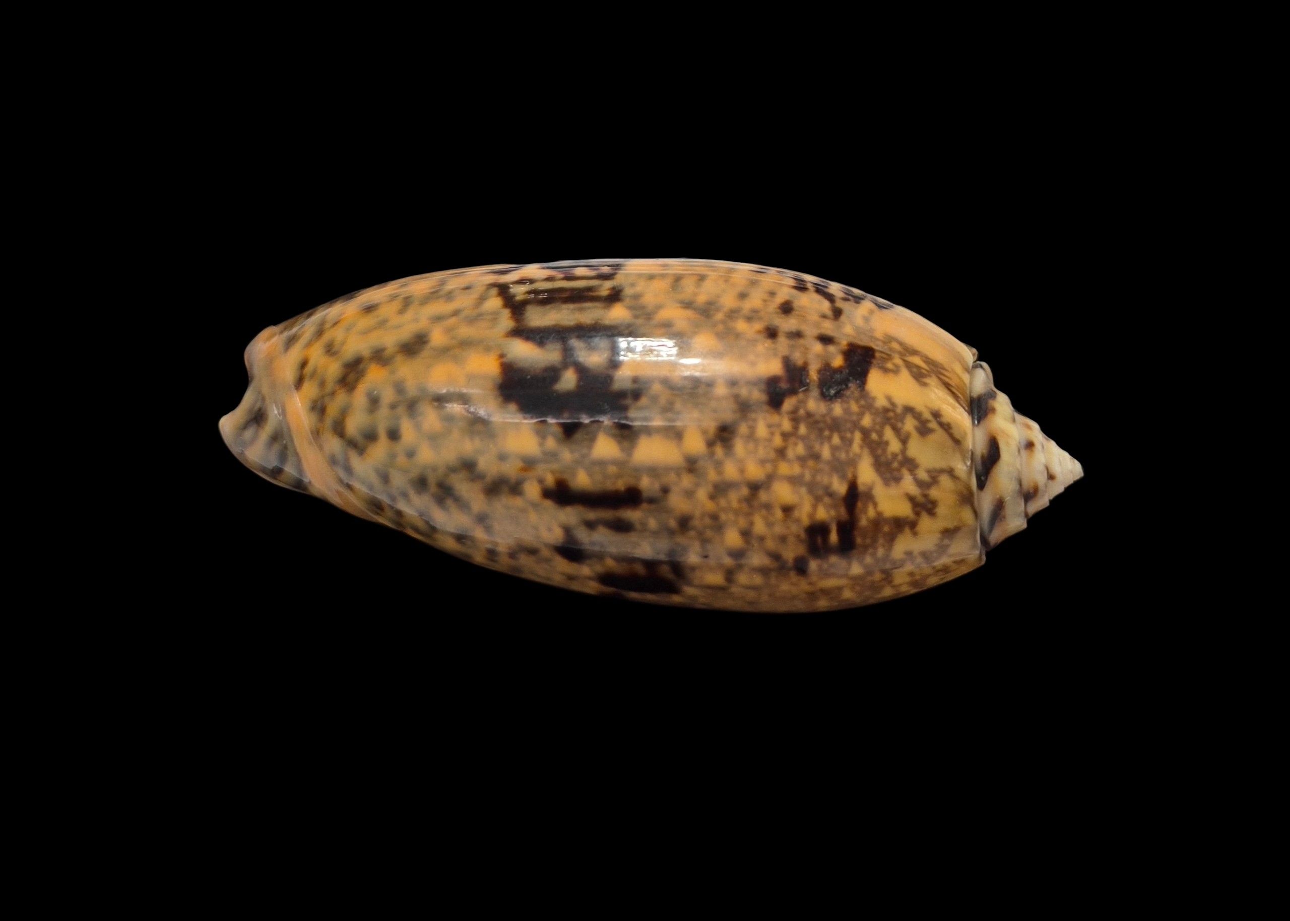 BC287 Oliva tremulina - GOOD SIZE - Image 4