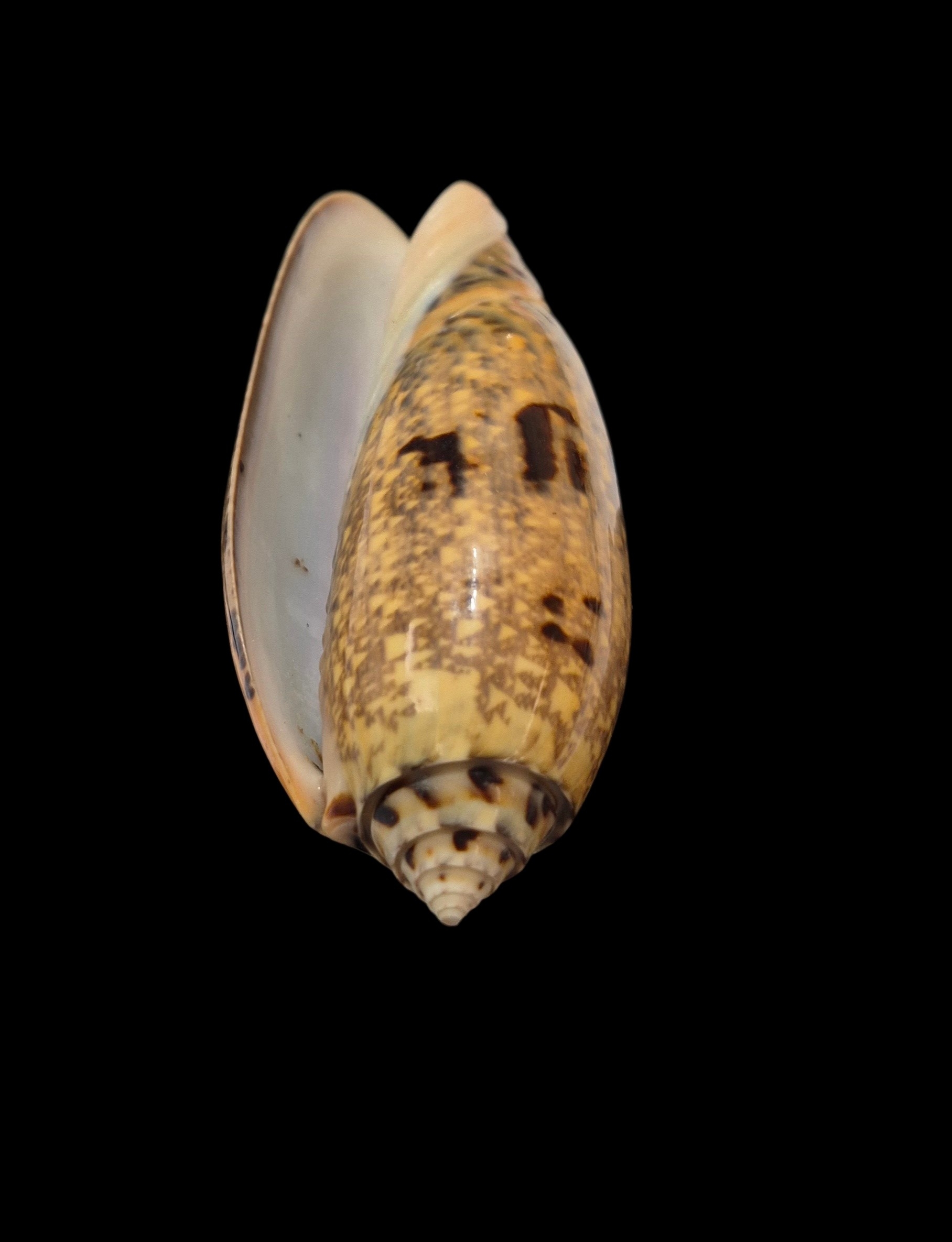 BC287 Oliva tremulina - GOOD SIZE - Image 5