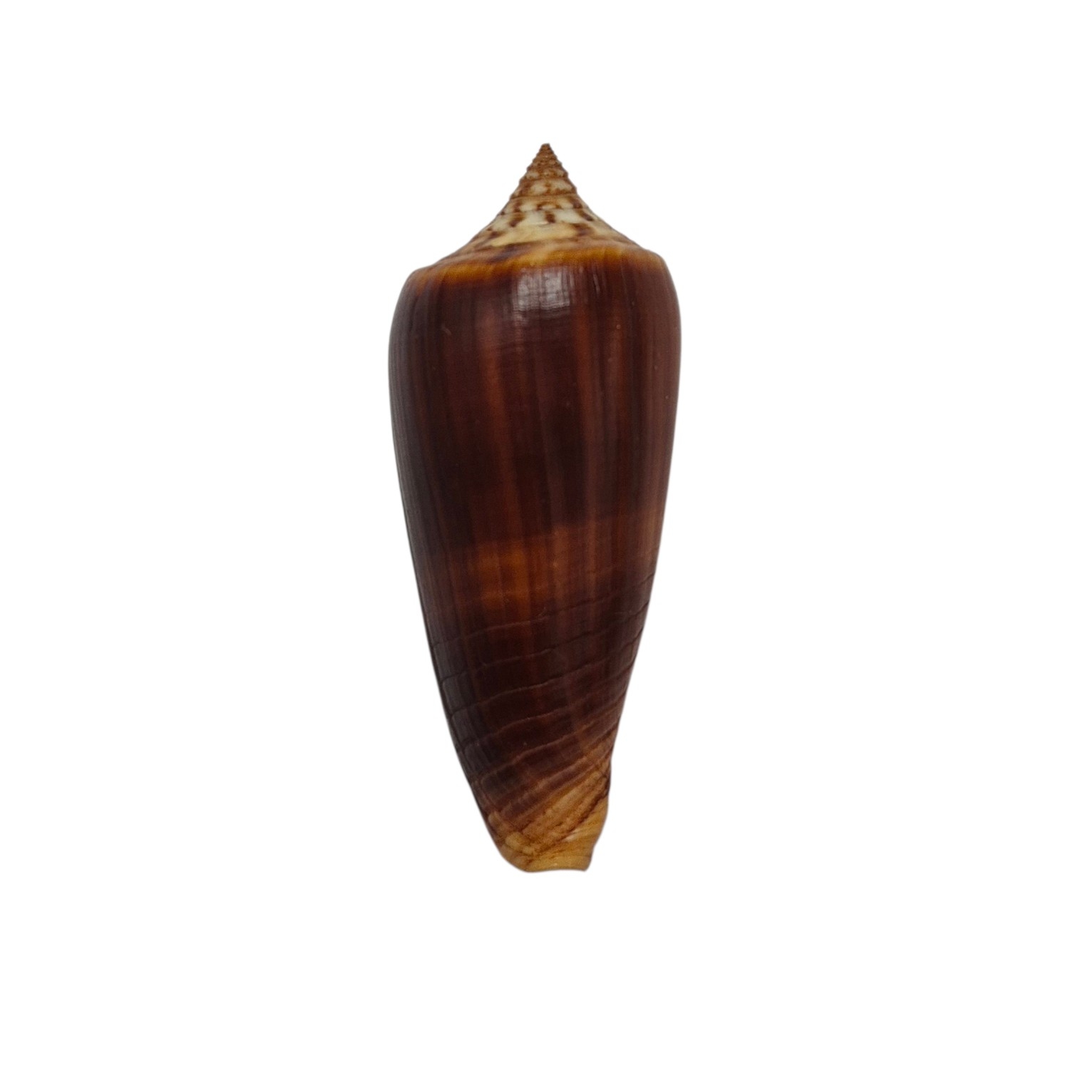 BC309 Conus tmetus pilkeyi w/o - Image 2