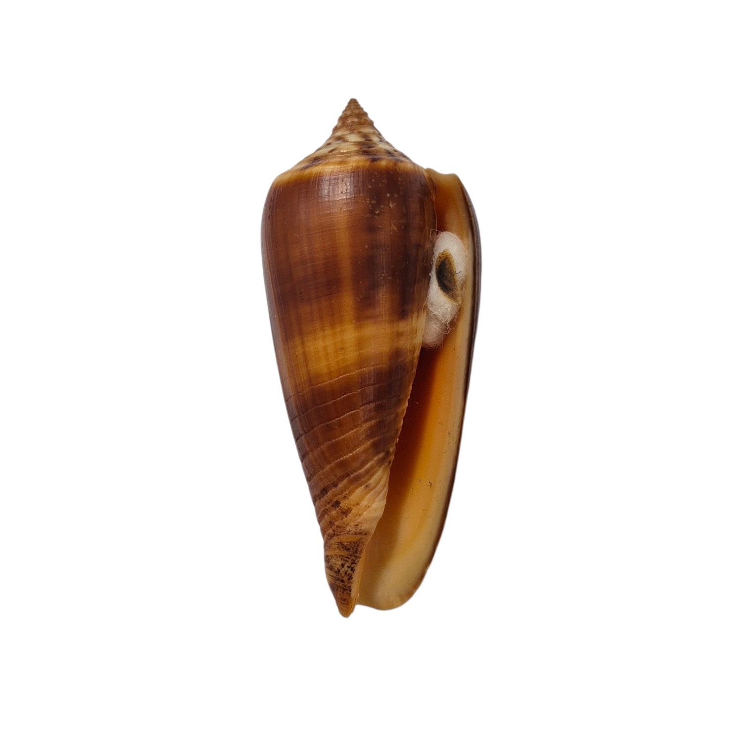 BC309 Conus tmetus pilkeyi w/o