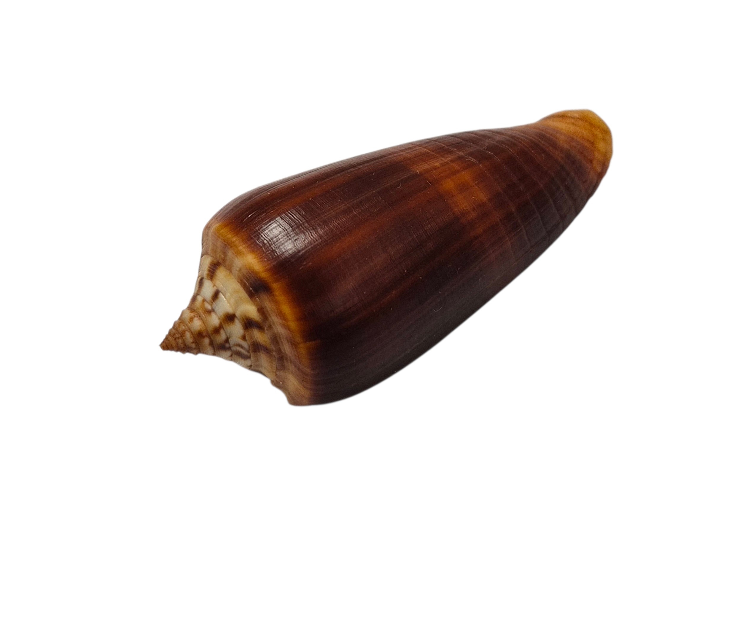 BC309 Conus tmetus pilkeyi w/o - Image 3