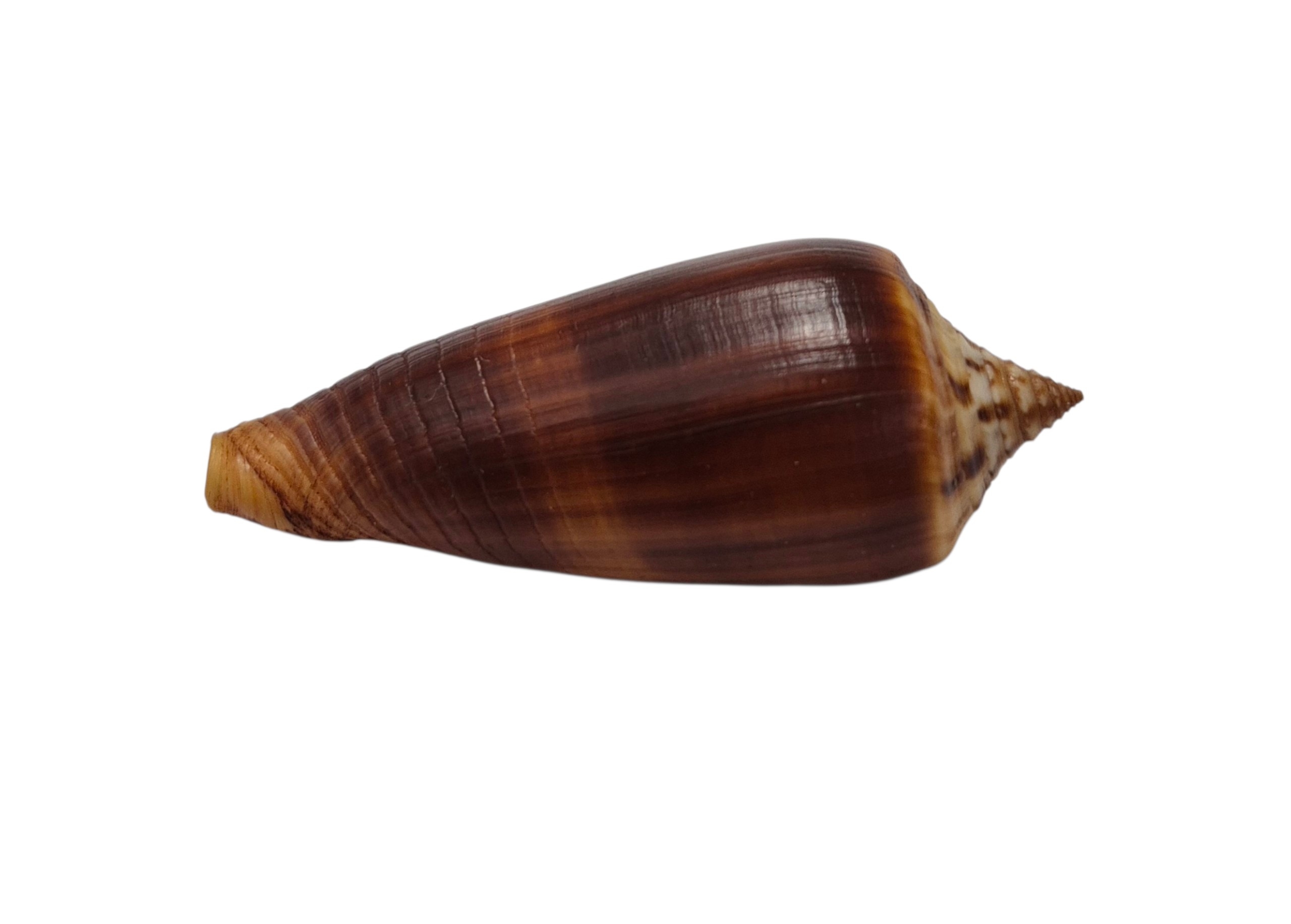 BC309 Conus tmetus pilkeyi w/o - Image 4