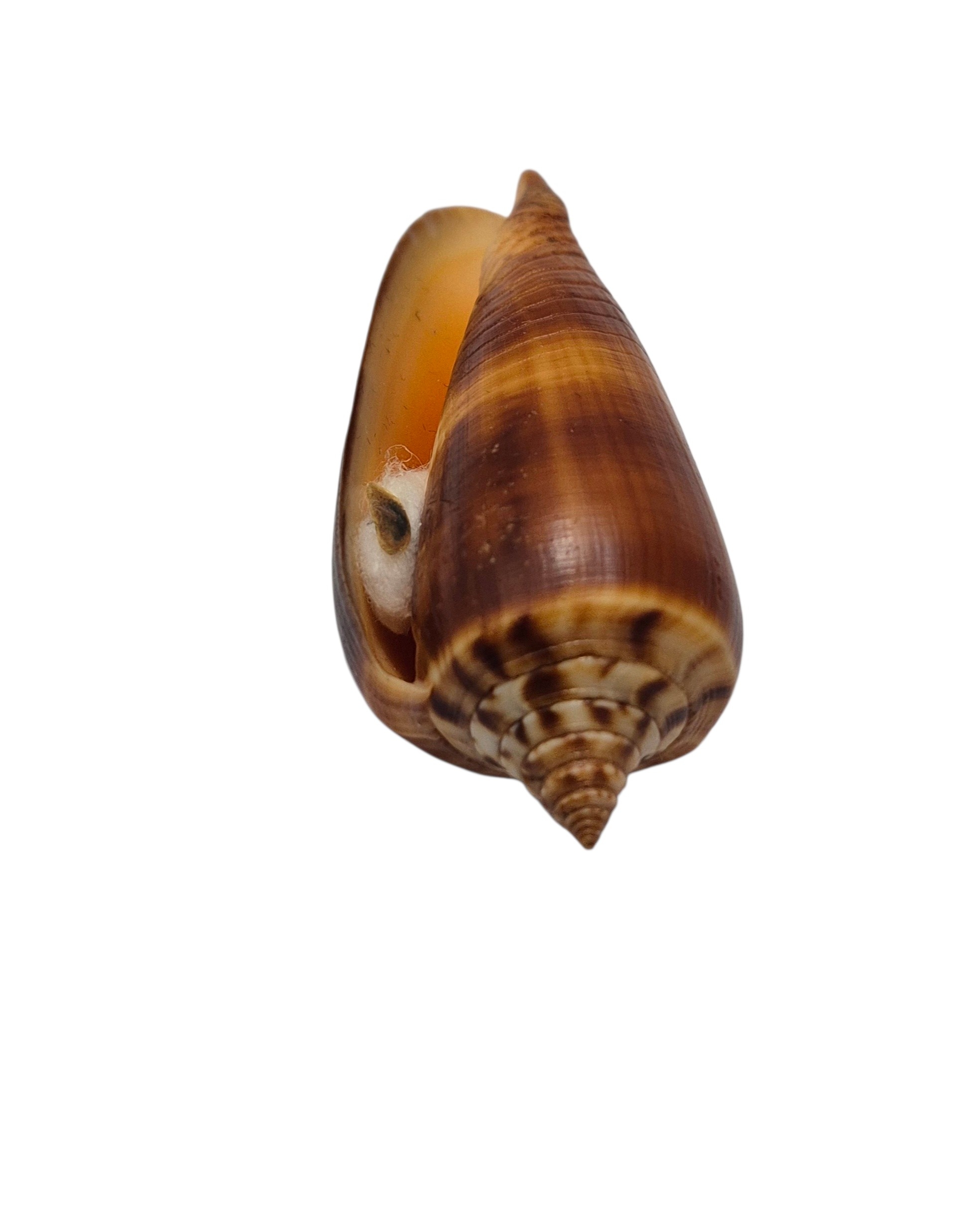 BC309 Conus tmetus pilkeyi w/o - Image 5