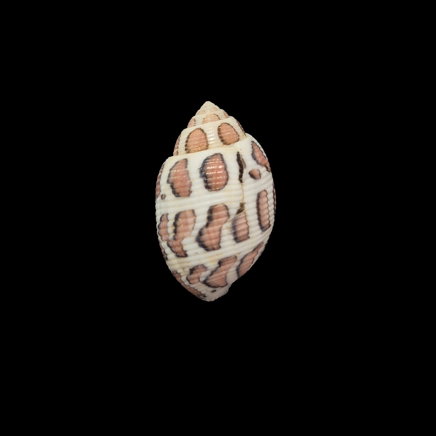 BC112 Acteon eloisae - Image 2