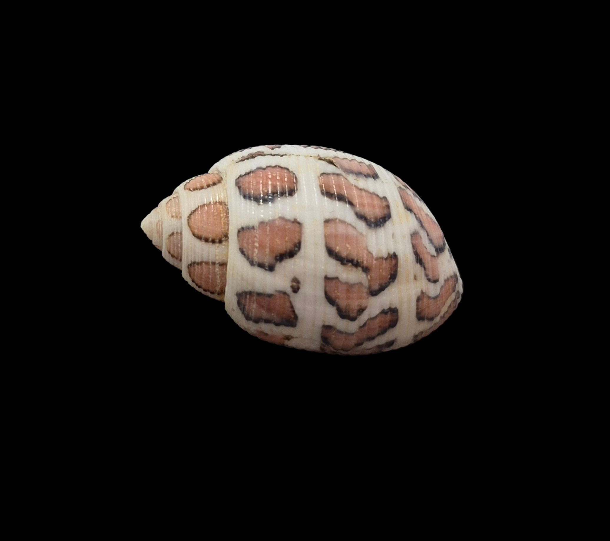 BC112 Acteon eloisae - Image 3