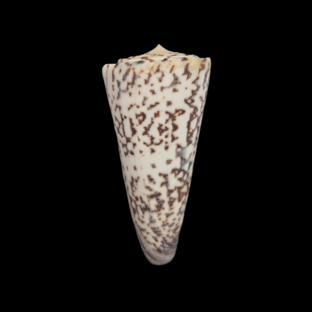 BC472 Conus thalassiarchus - PALE FORM