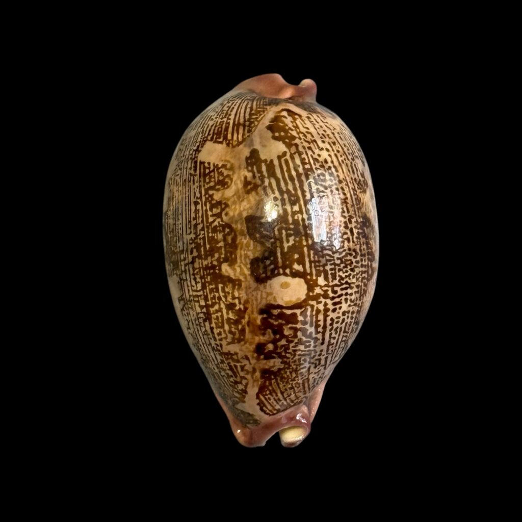 BC183 Leporycypraea rosea aliwalensis - TOP SELECTION