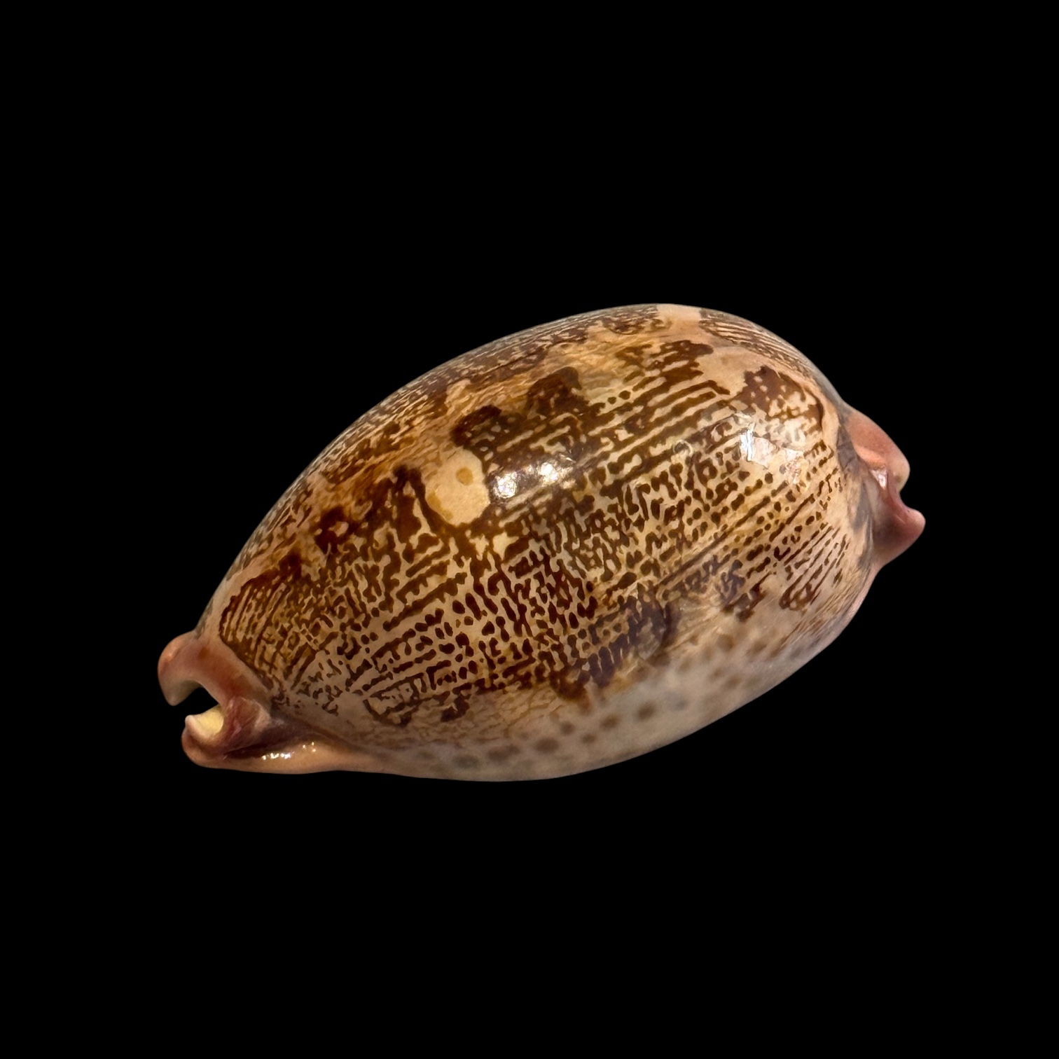BC183 Leporycypraea rosea aliwalensis - TOP SELECTION - Image 3