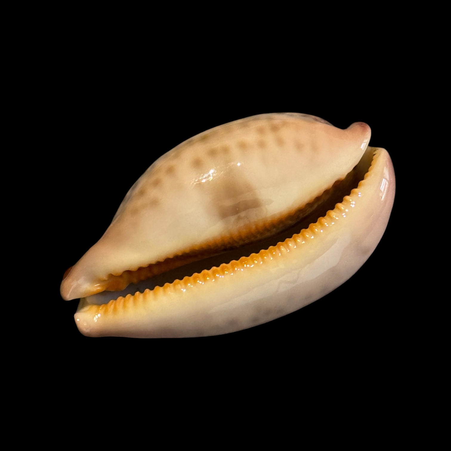 BC183 Leporycypraea rosea aliwalensis - TOP SELECTION - Image 4