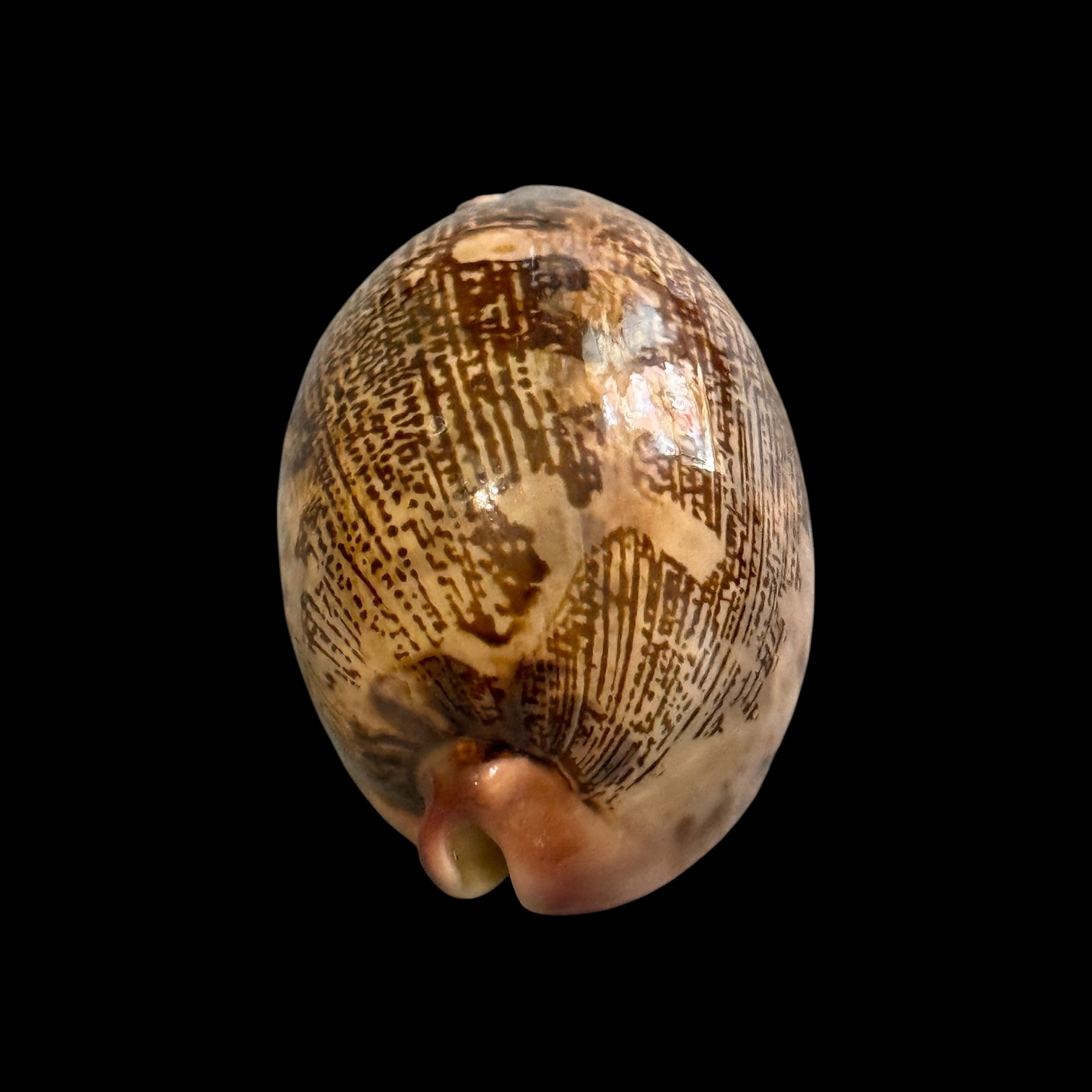 BC183 Leporycypraea rosea aliwalensis - TOP SELECTION - Image 5