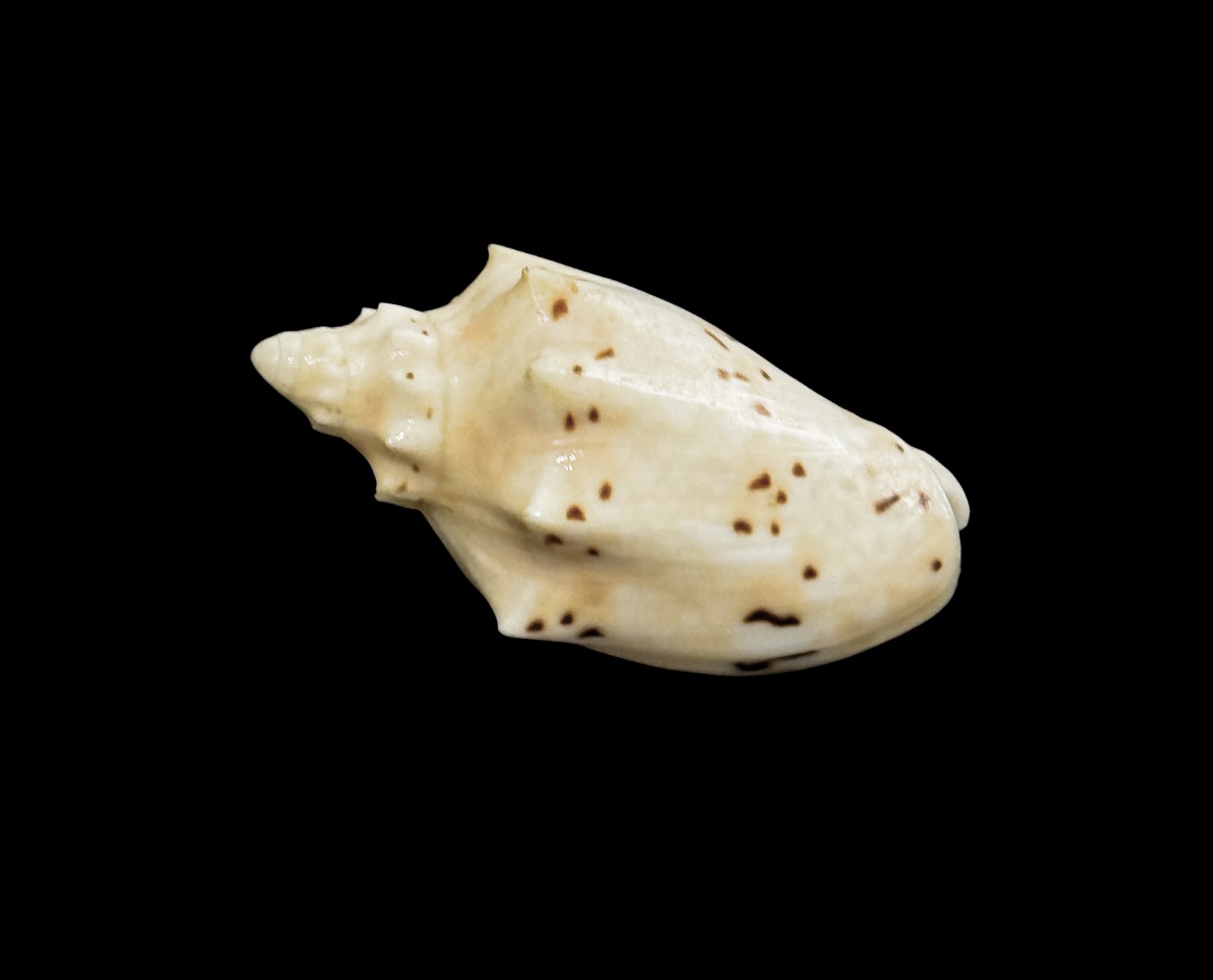 BC163 Cymbiolacca pulchra pulchra - Image 2