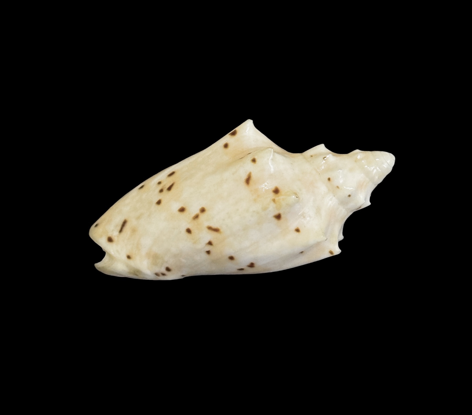 BC163 Cymbiolacca pulchra pulchra - Image 3