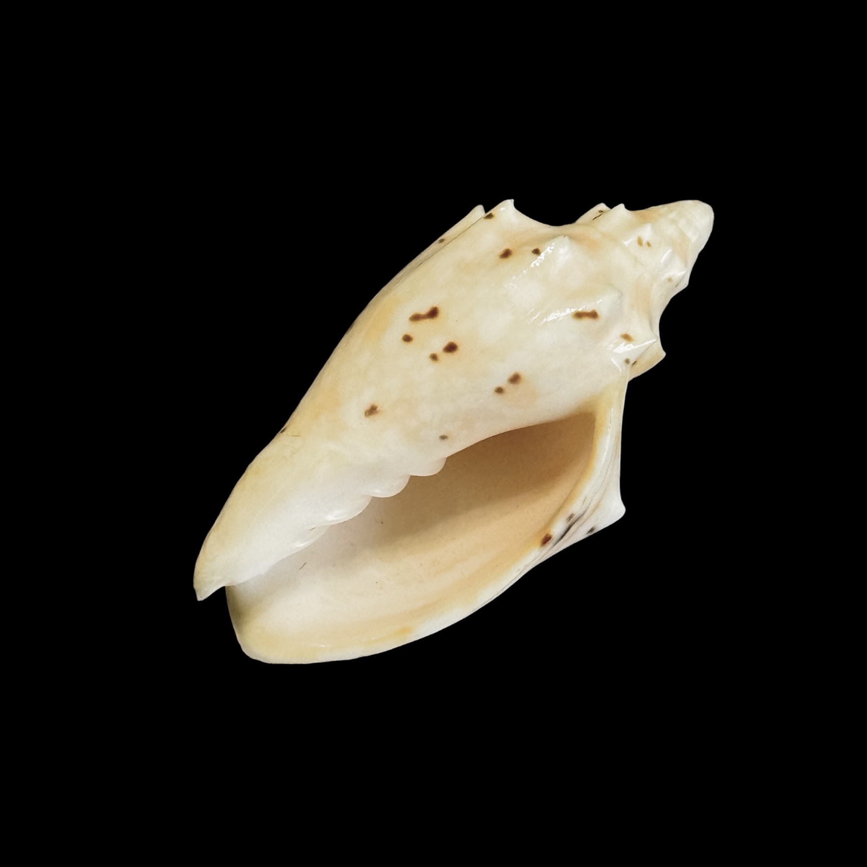 BC163 Cymbiolacca pulchra pulchra - Image 4
