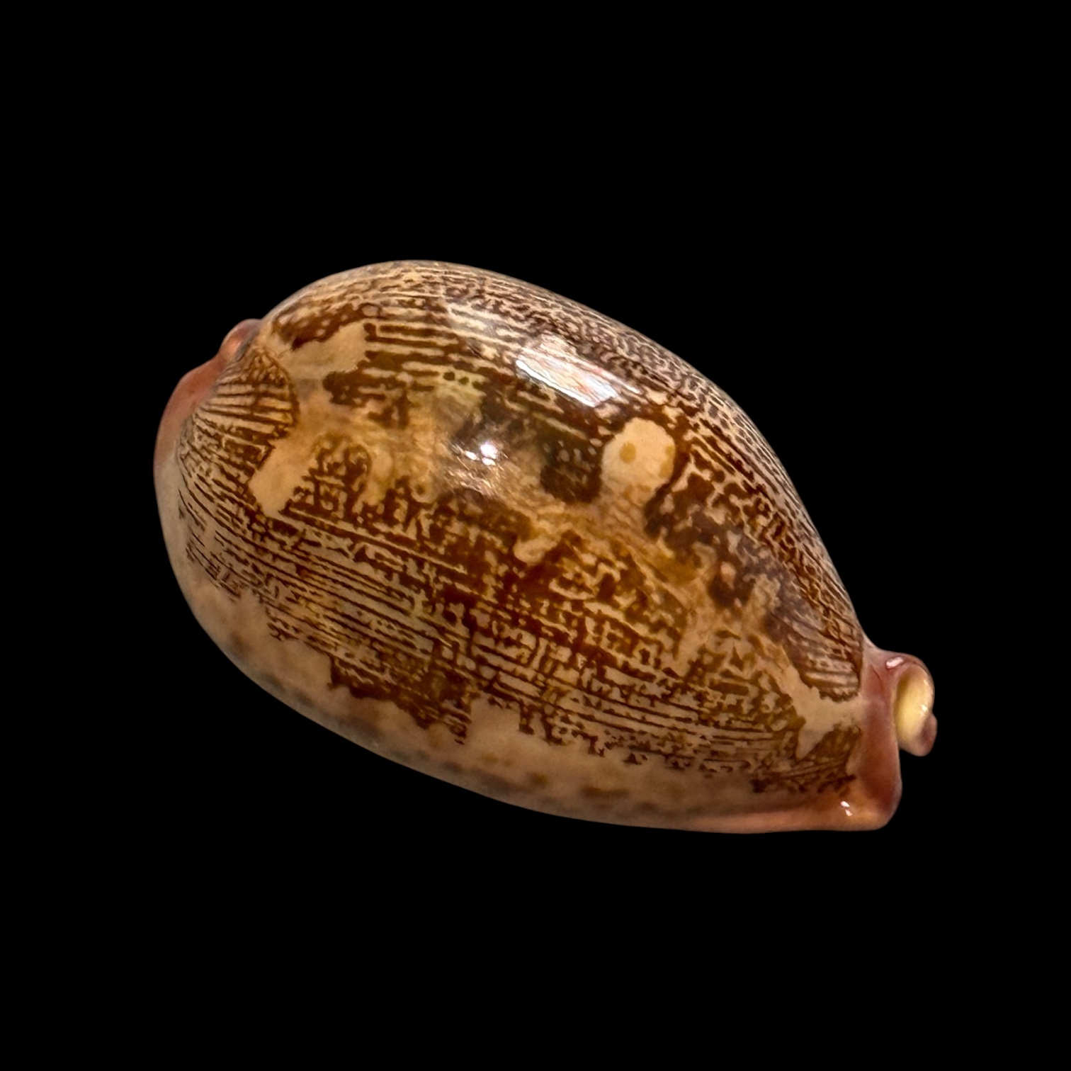 BC183 Leporycypraea rosea aliwalensis - TOP SELECTION - Image 2