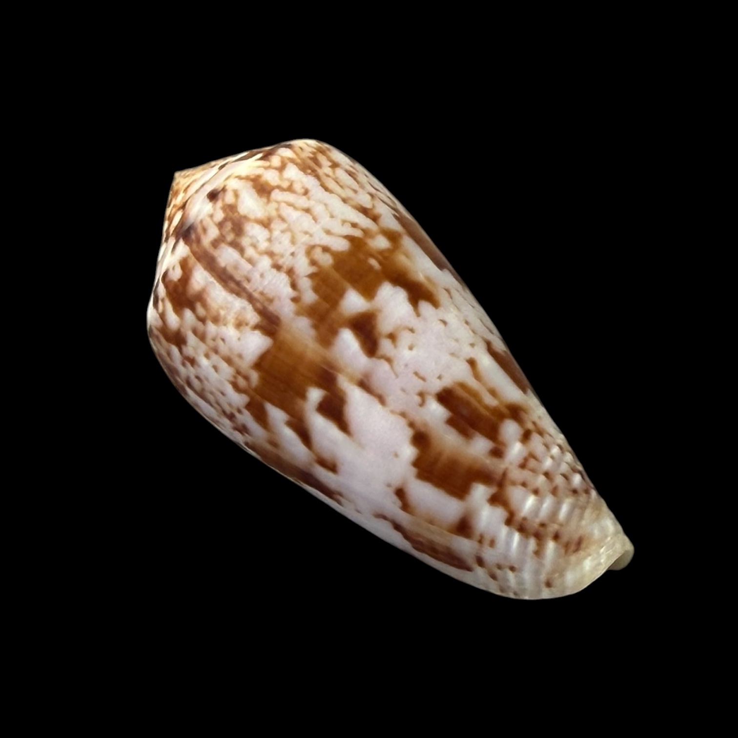 BC257 Conus kinoshitai - Image 2