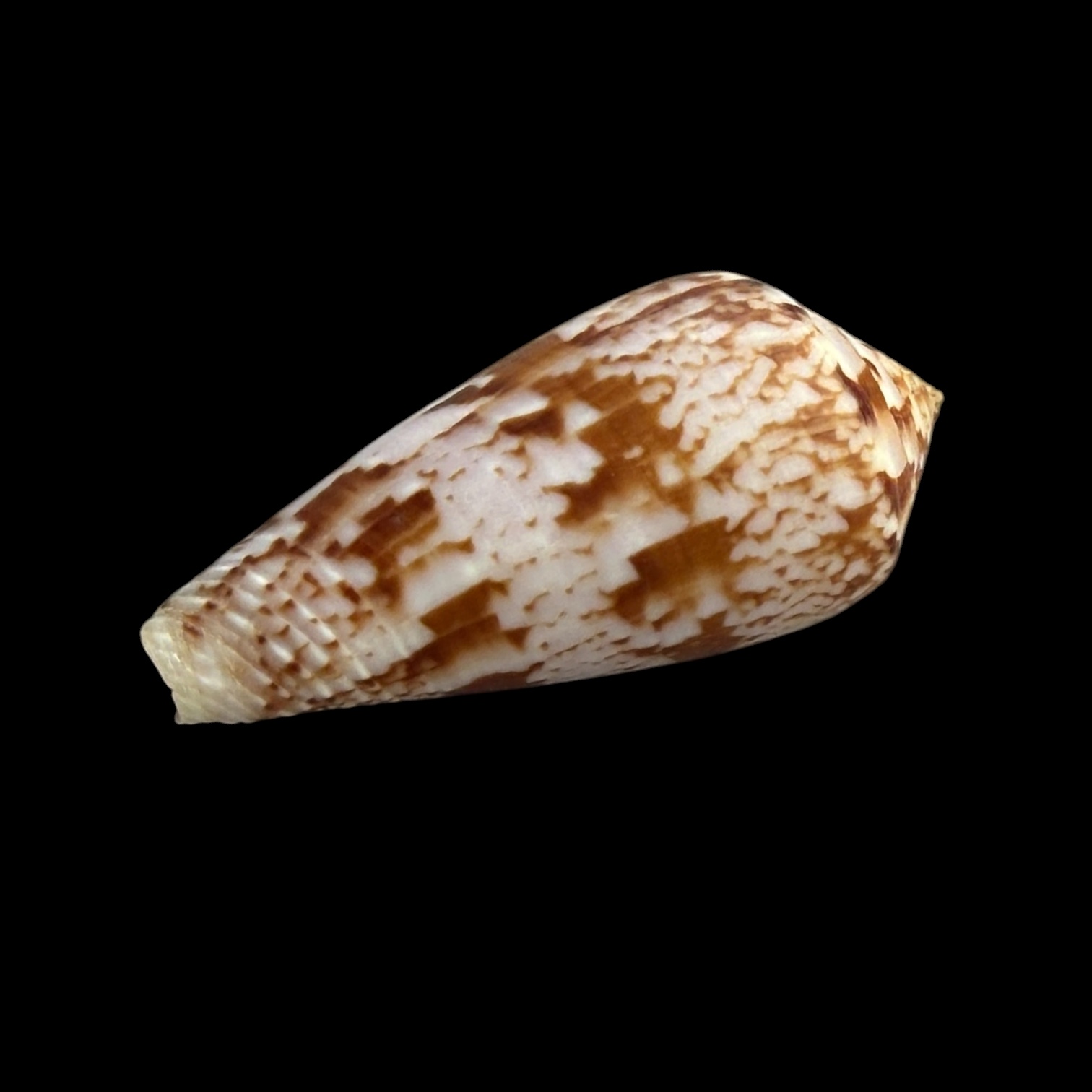 BC257 Conus kinoshitai - Image 3