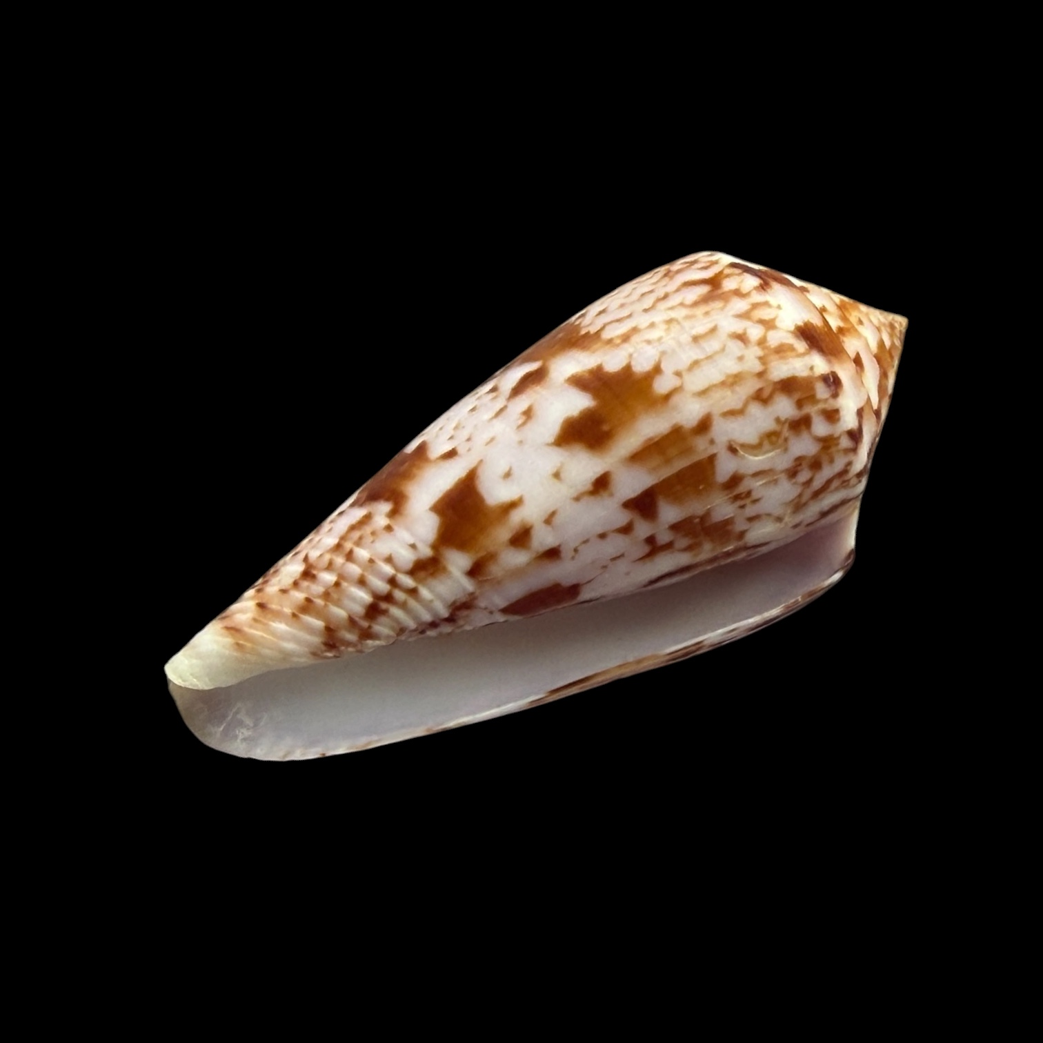 BC257 Conus kinoshitai - Image 4