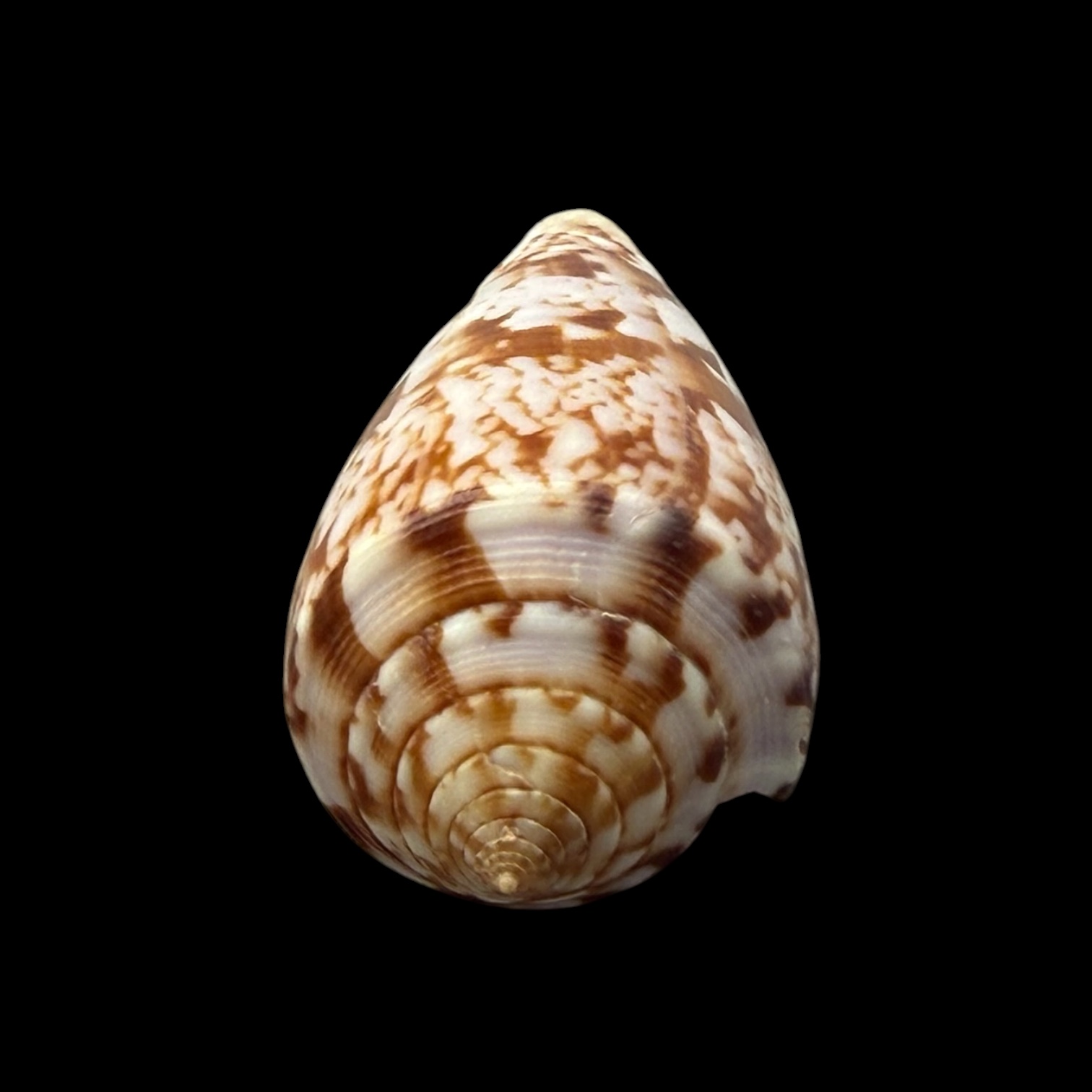 BC257 Conus kinoshitai - Image 5