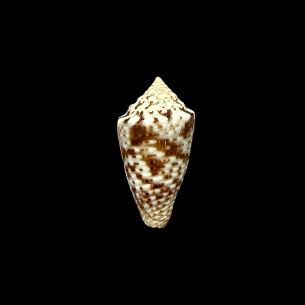 BC243 Conus ildae - SELDOM OFFERED