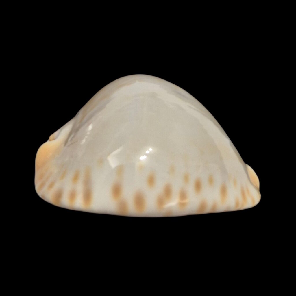 BC349 Zoila thersites contraria