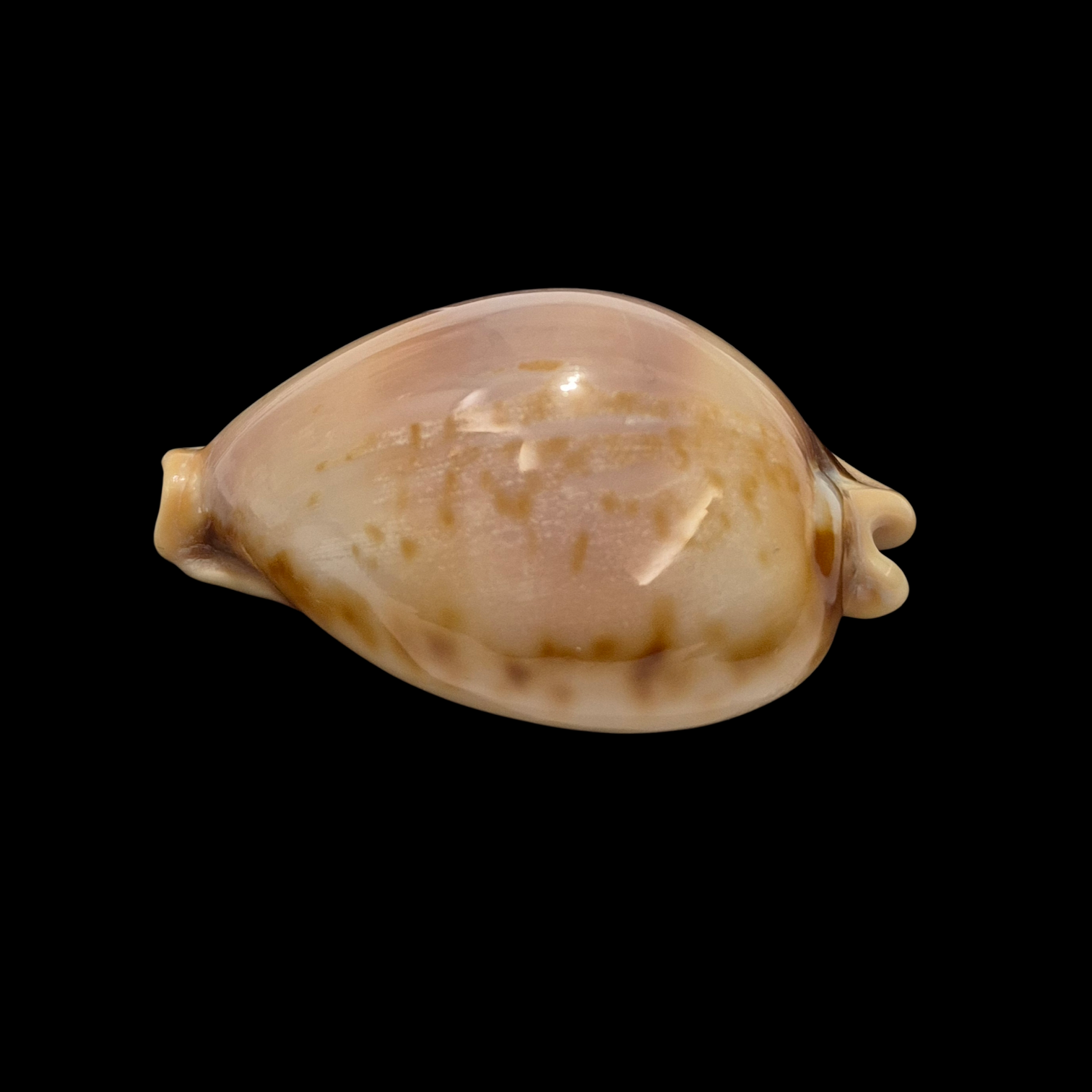 BC025 Nesiocypraea teramachii f. polyphemus - Image 3
