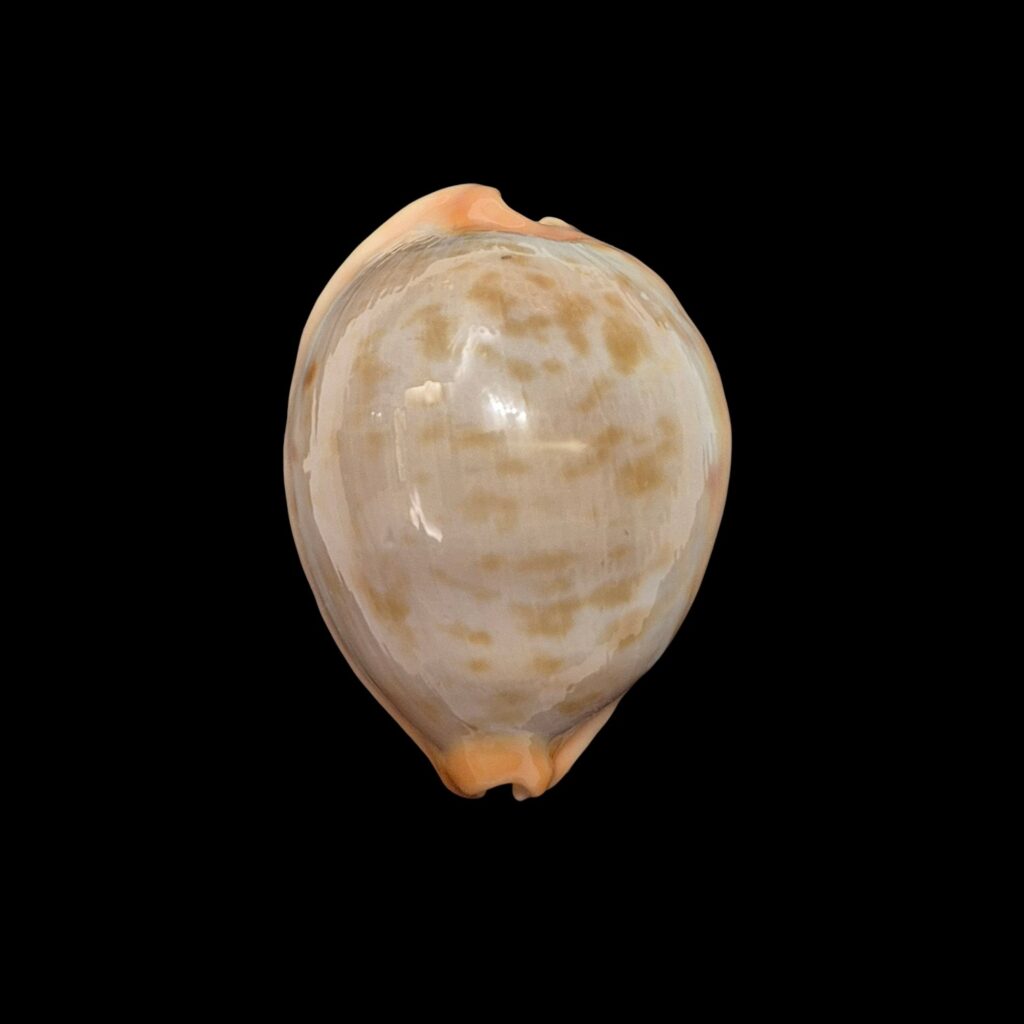 BC468 Raybaudia joycae – LIVE COLLECTED